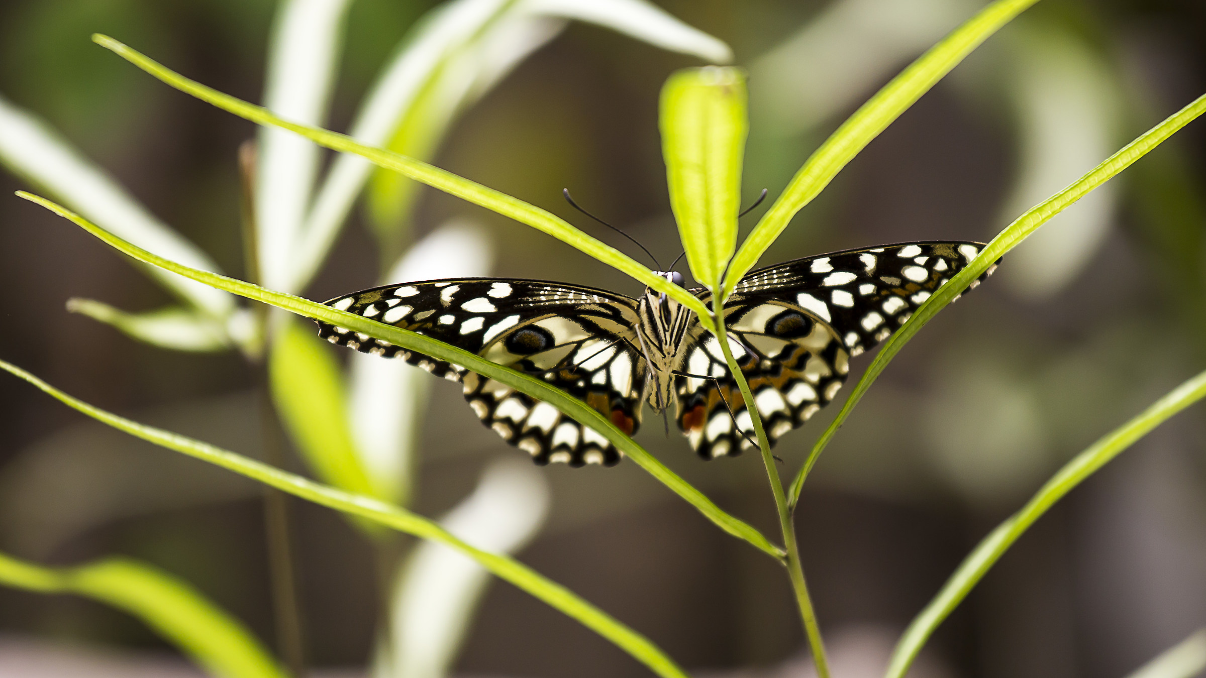 Papilio Xuthus