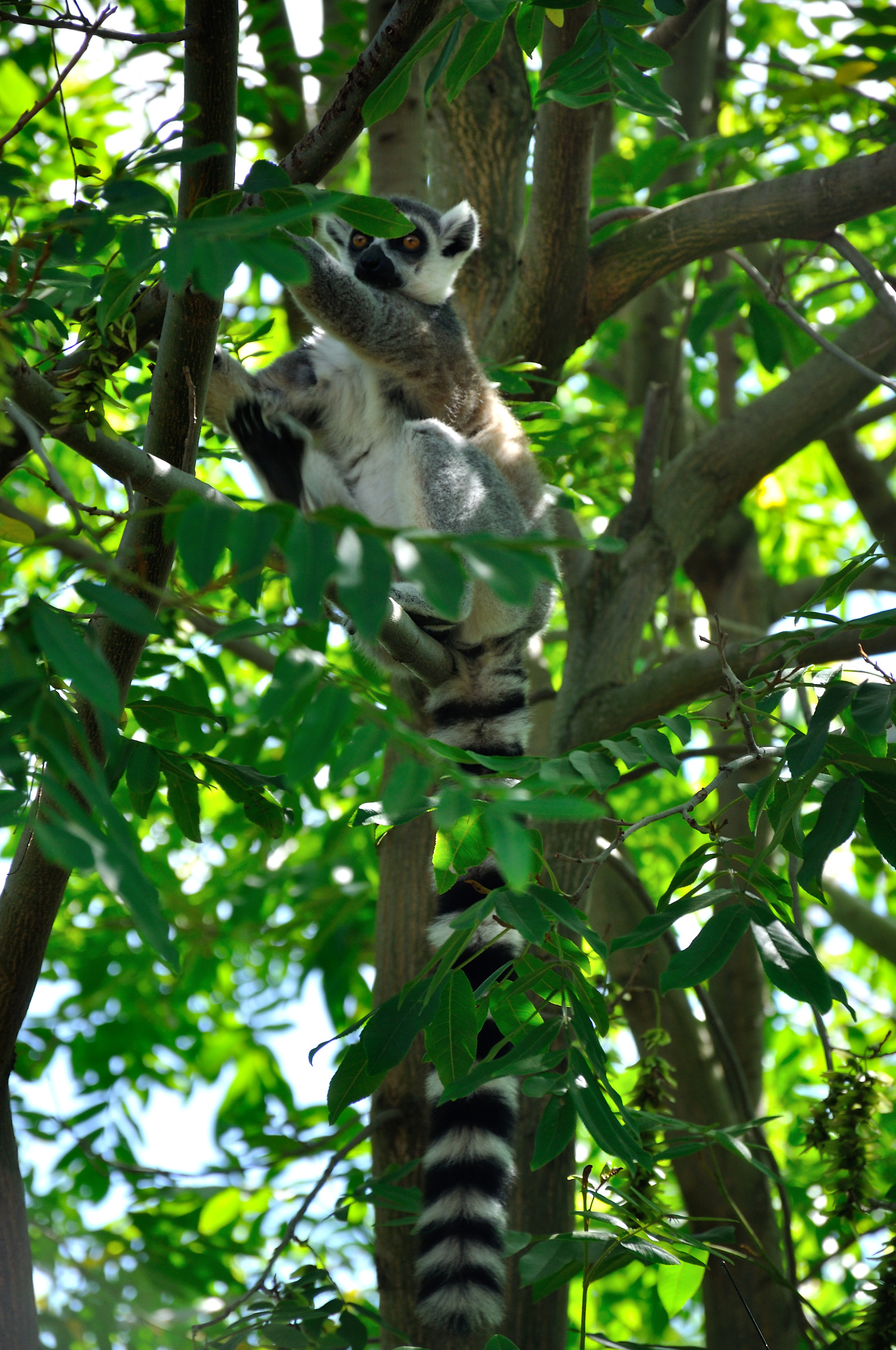 The king is back......