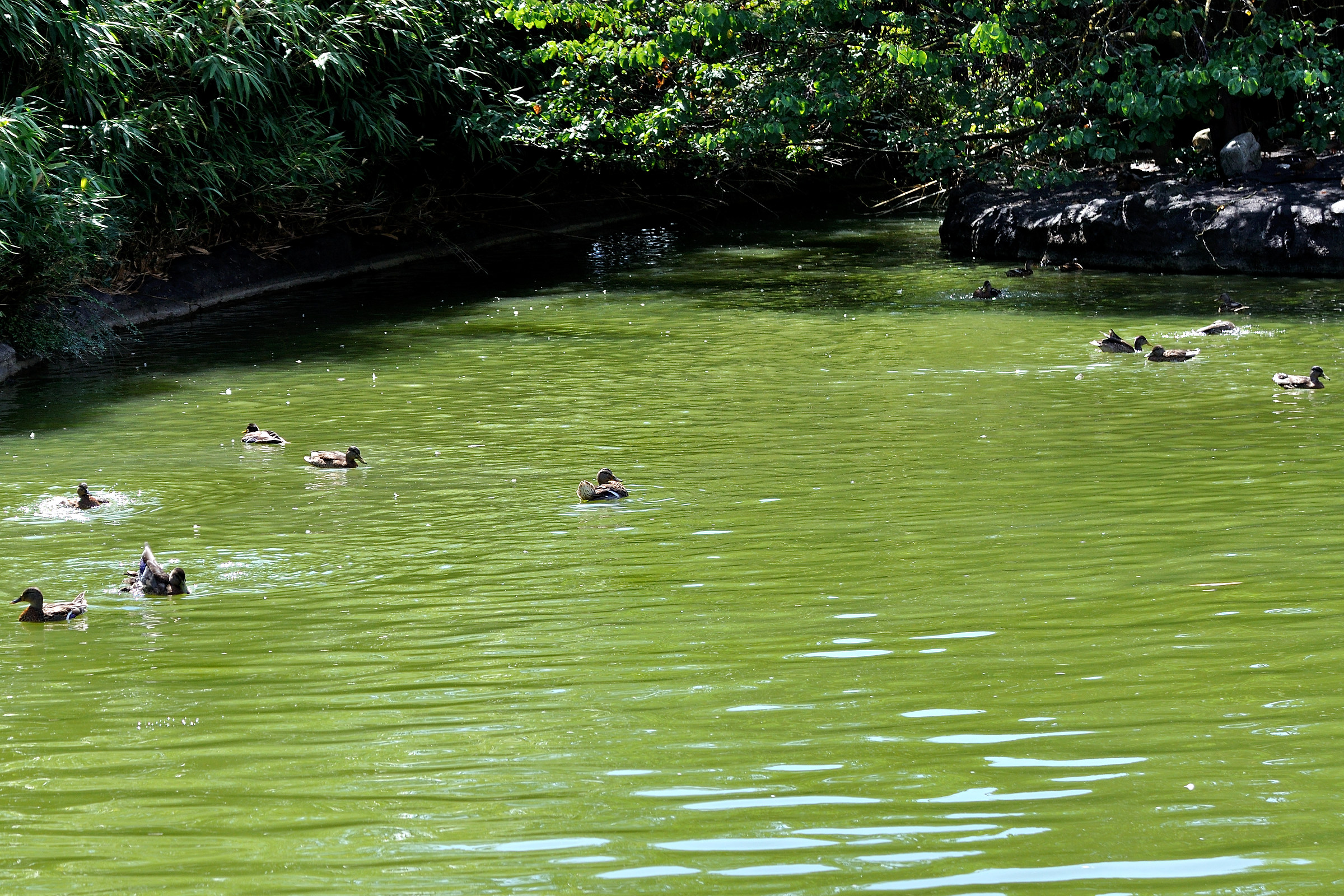 Dopo RIO le piscine verdi spopolano