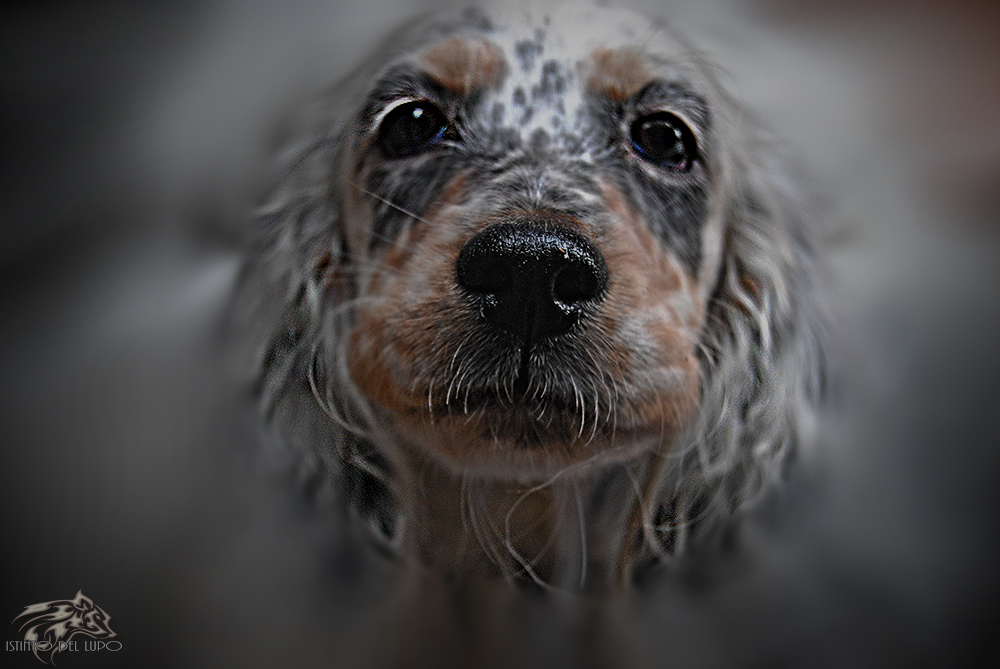 Seta, musetto da schiaffi