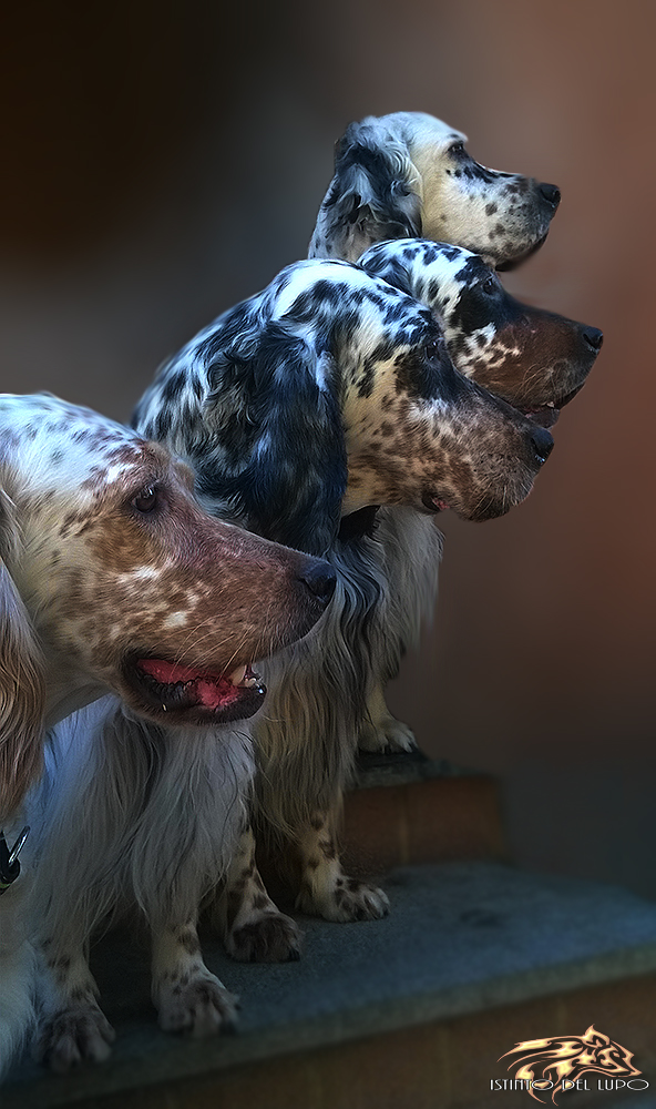 I miei Setter inglesi