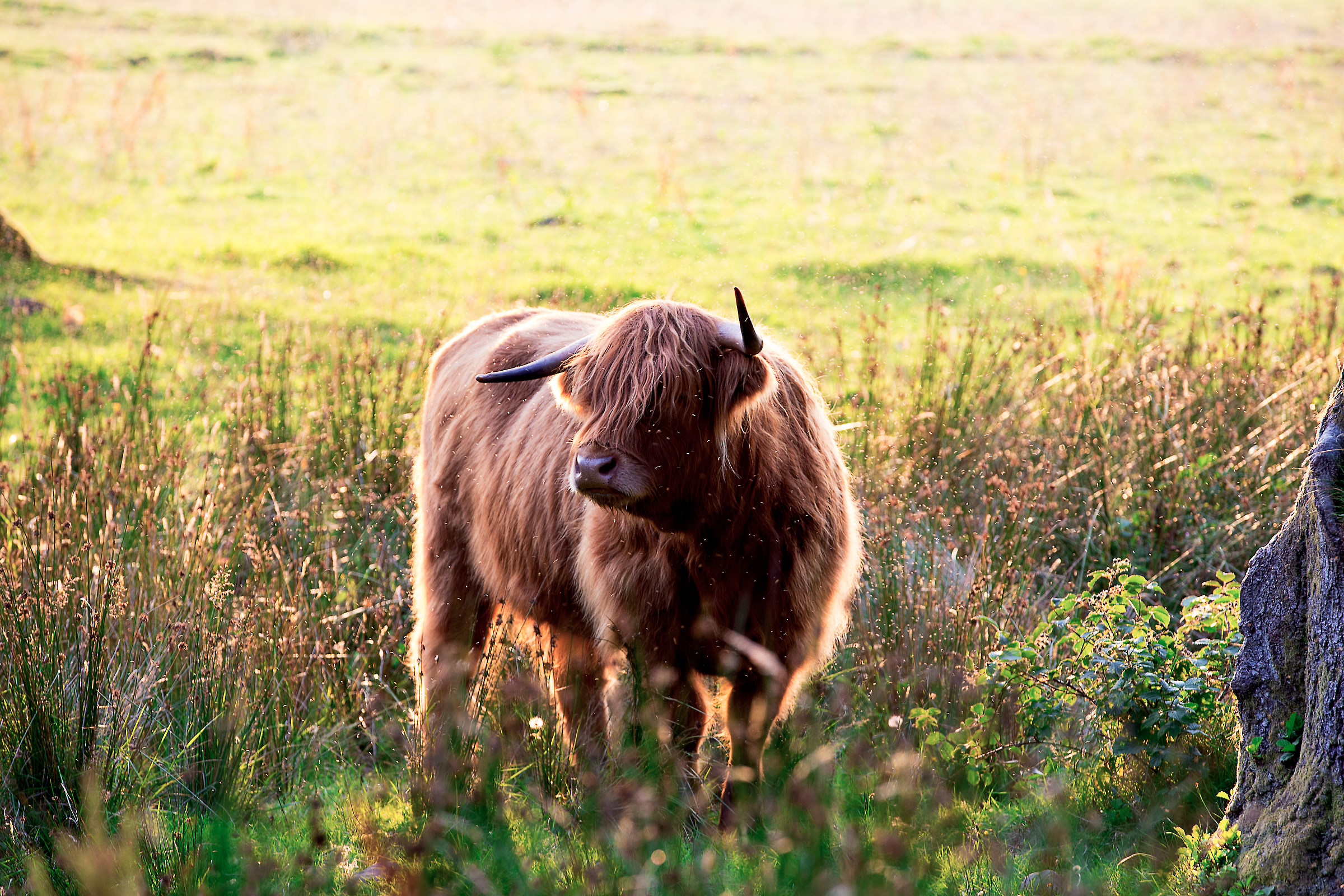 Hairy coo