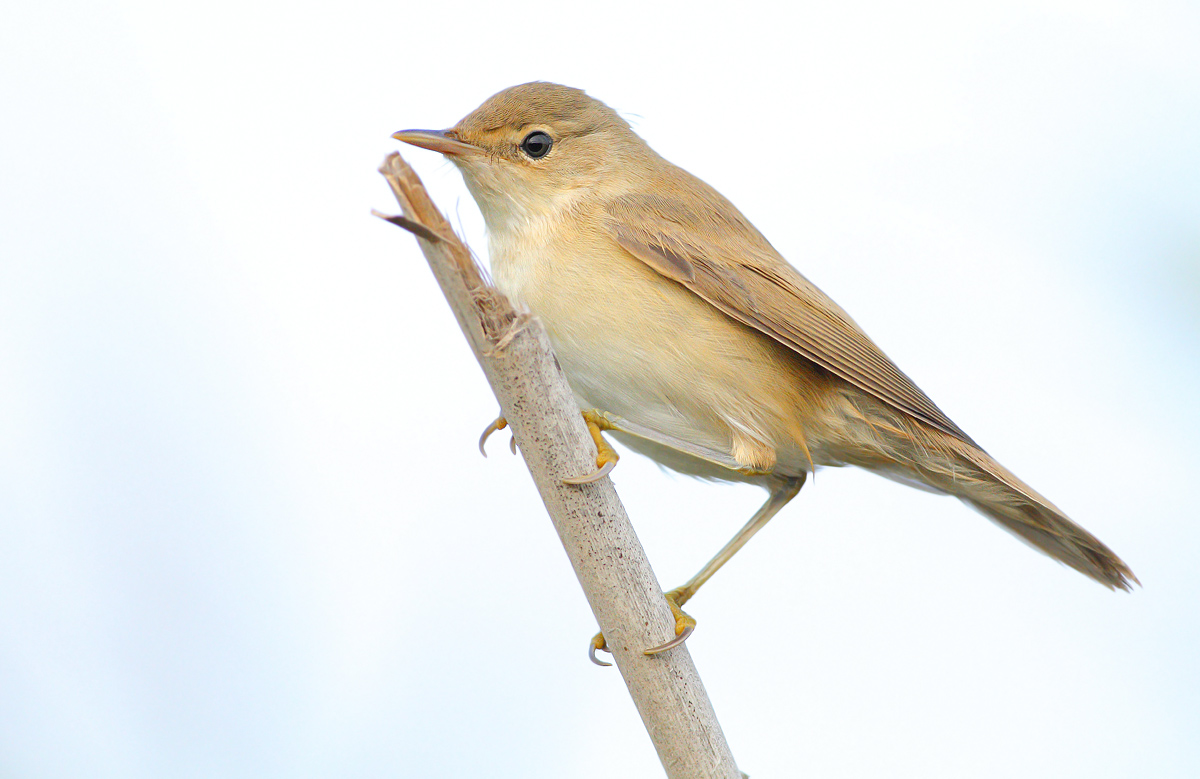 reed warbler