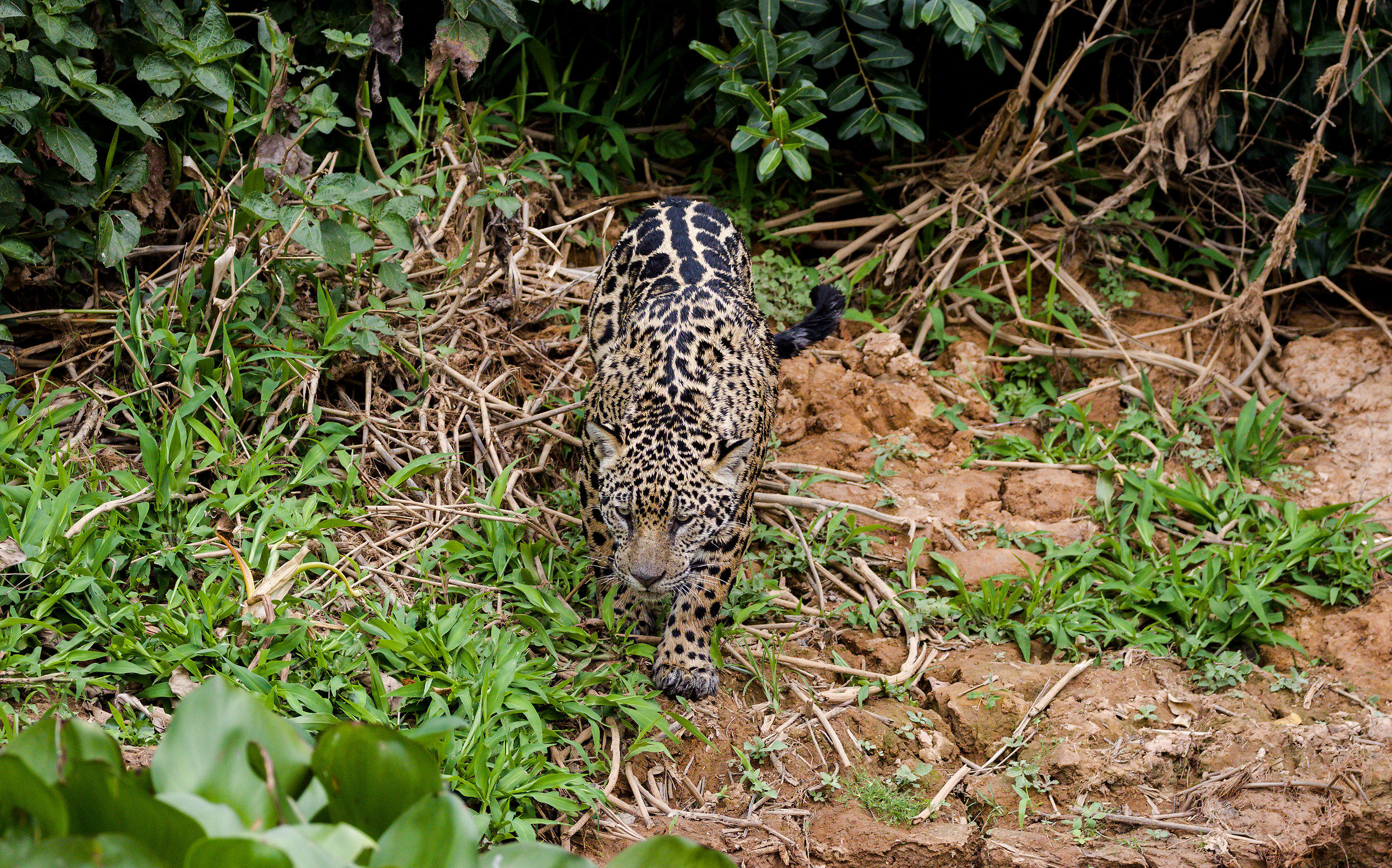 Looking for the right prey