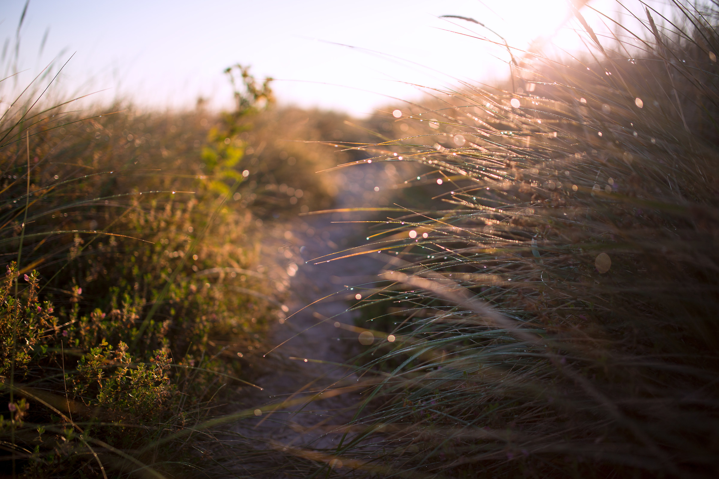 The dew that bathes our path