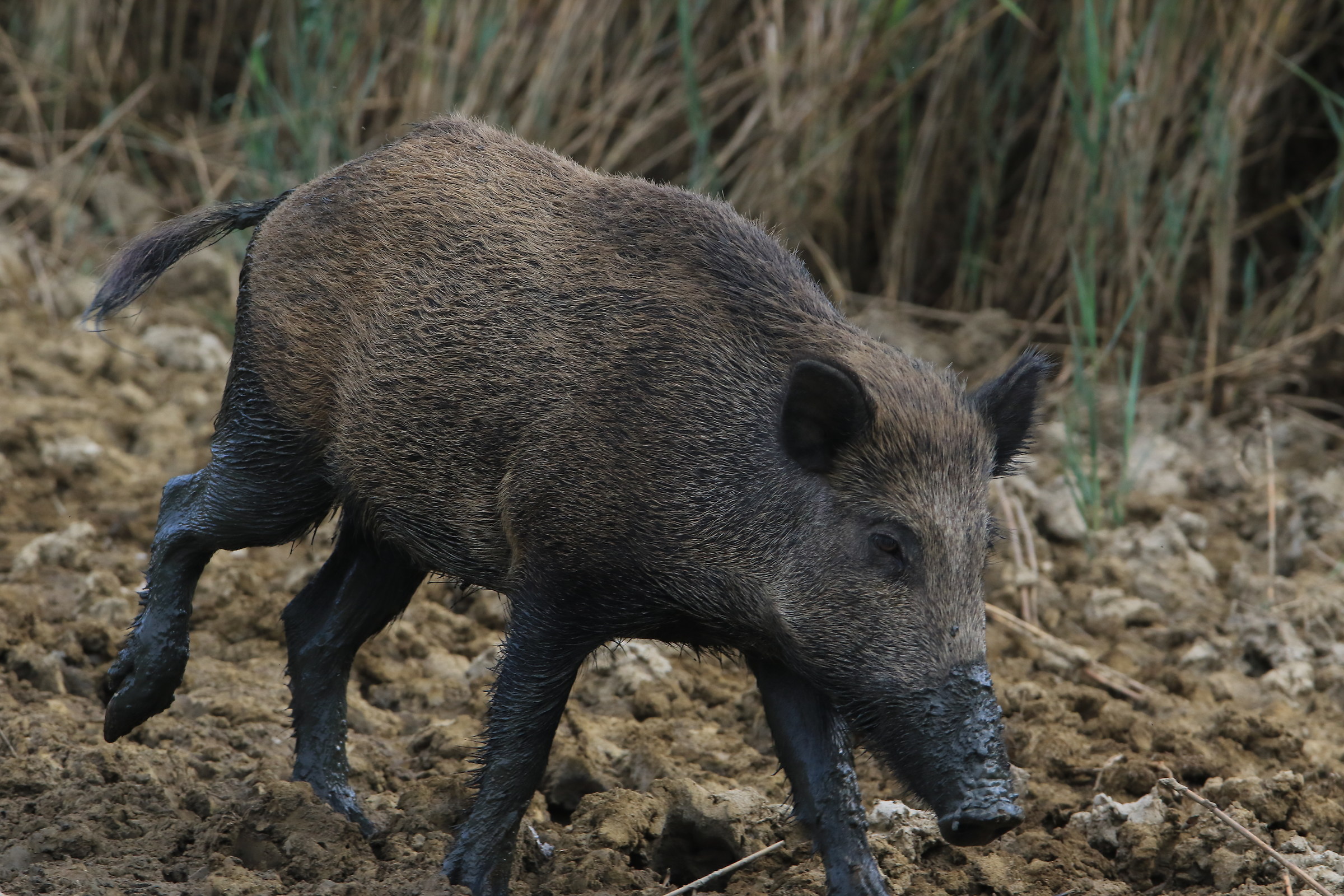 femmina di cinghiale maremmano