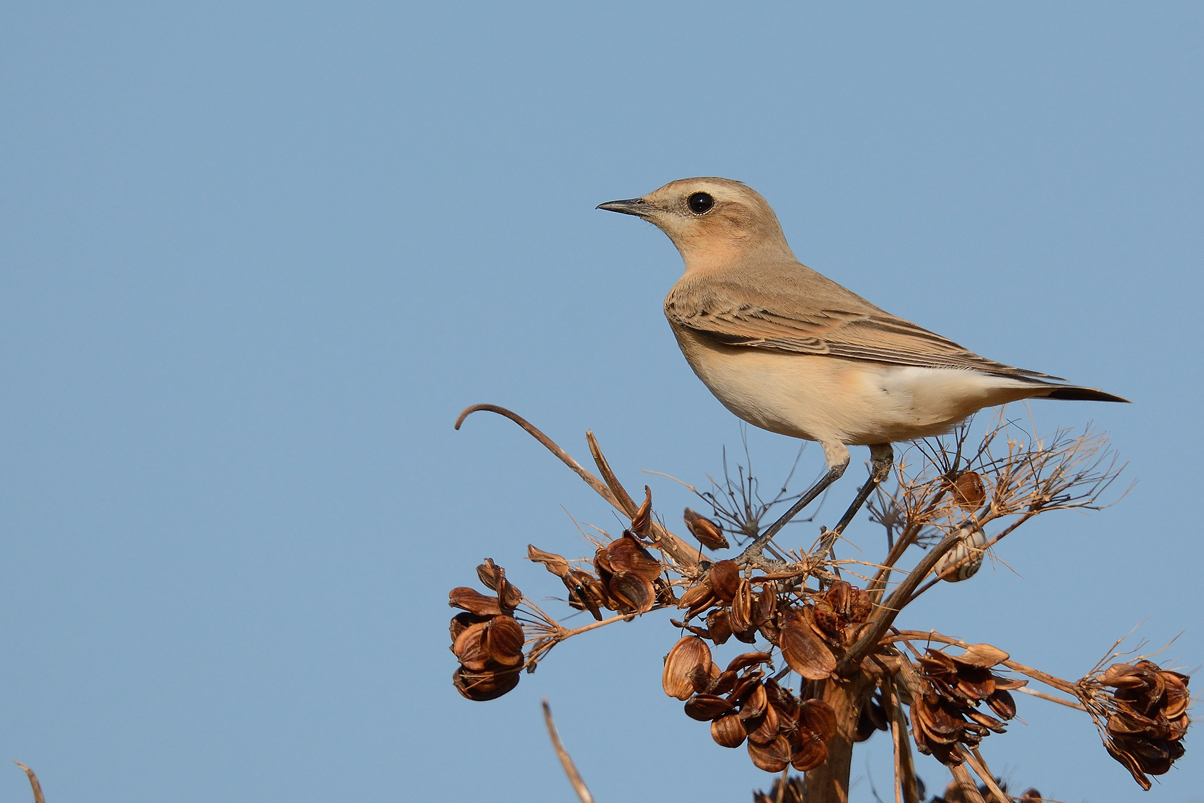 Wheatear (F)