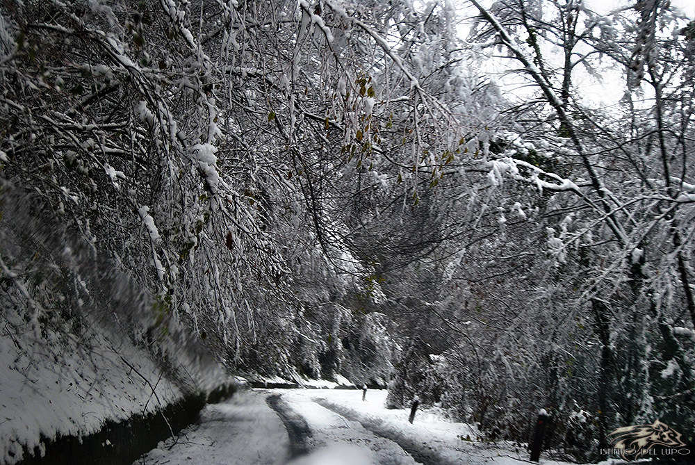Strada nel bosco ad Ubaghetta (im)