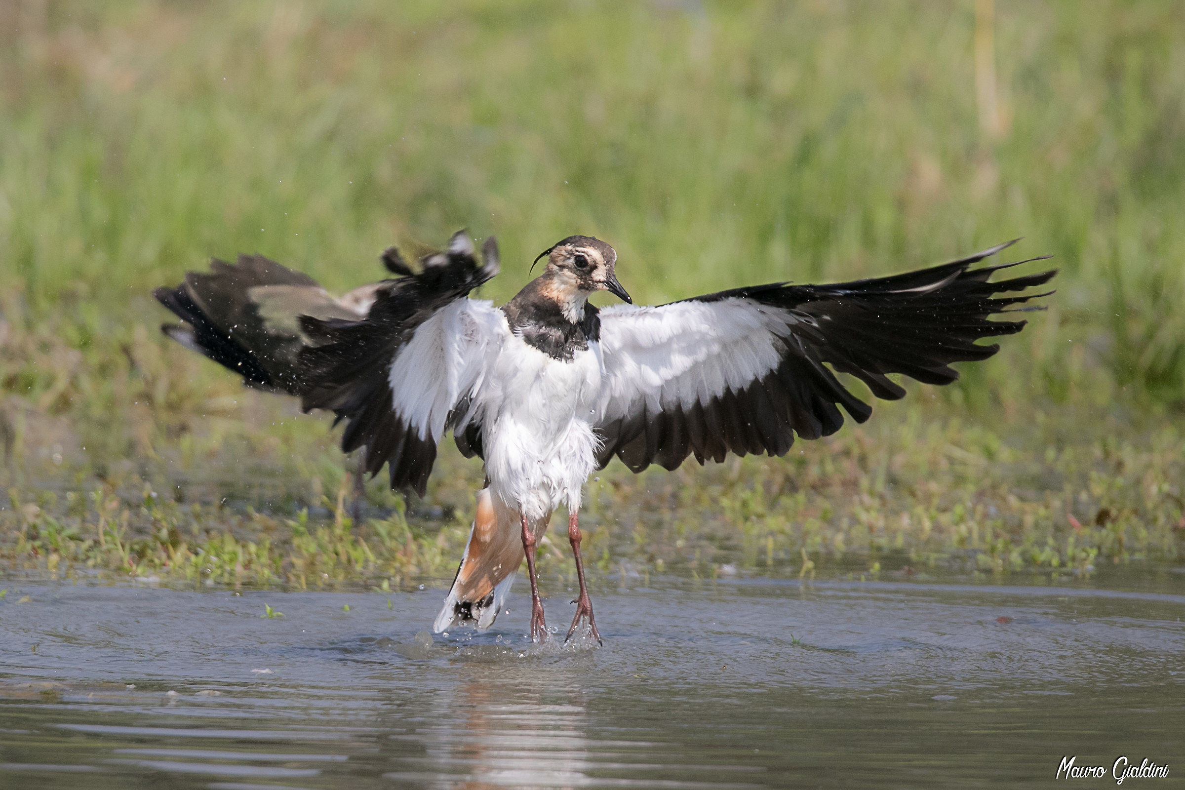 Pavoncella / Vanellus vanellus
