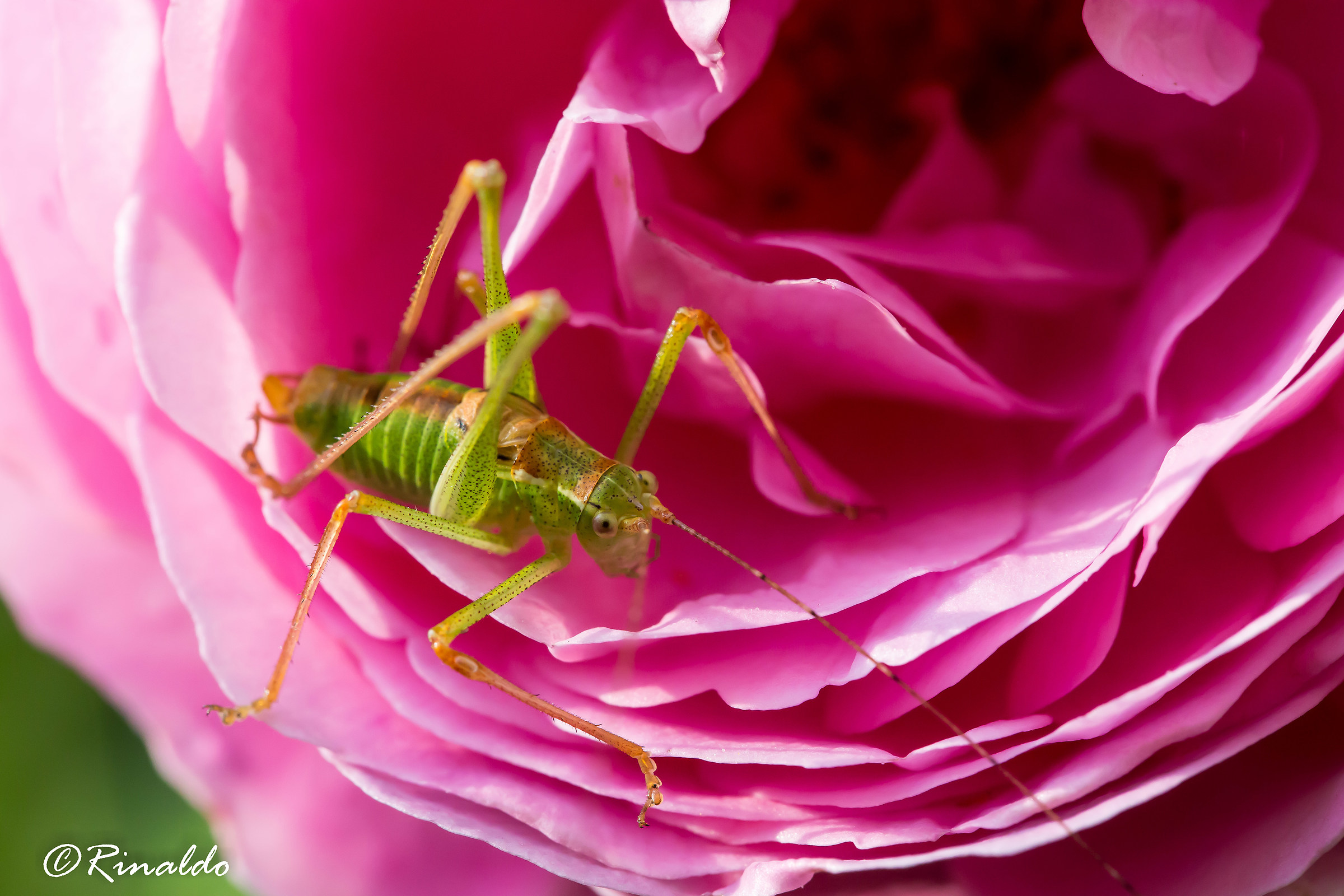 Cavalletta Ensifera su rosa