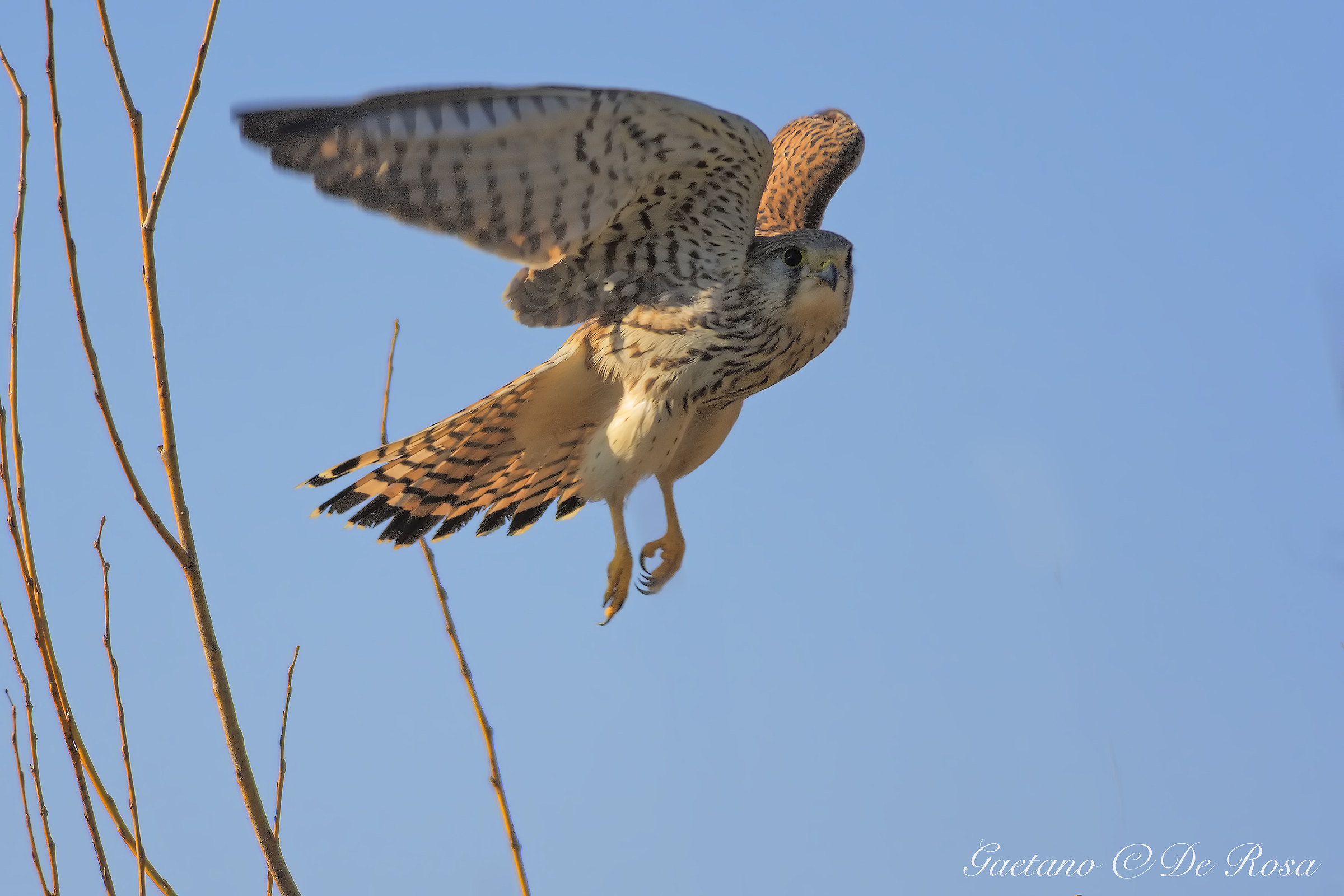 Lo stacco del gheppio....