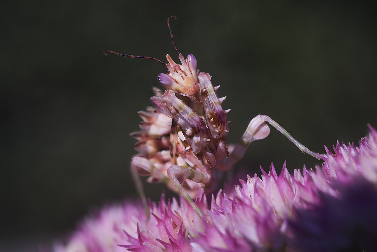 Pseudocreobotra wahlbergii