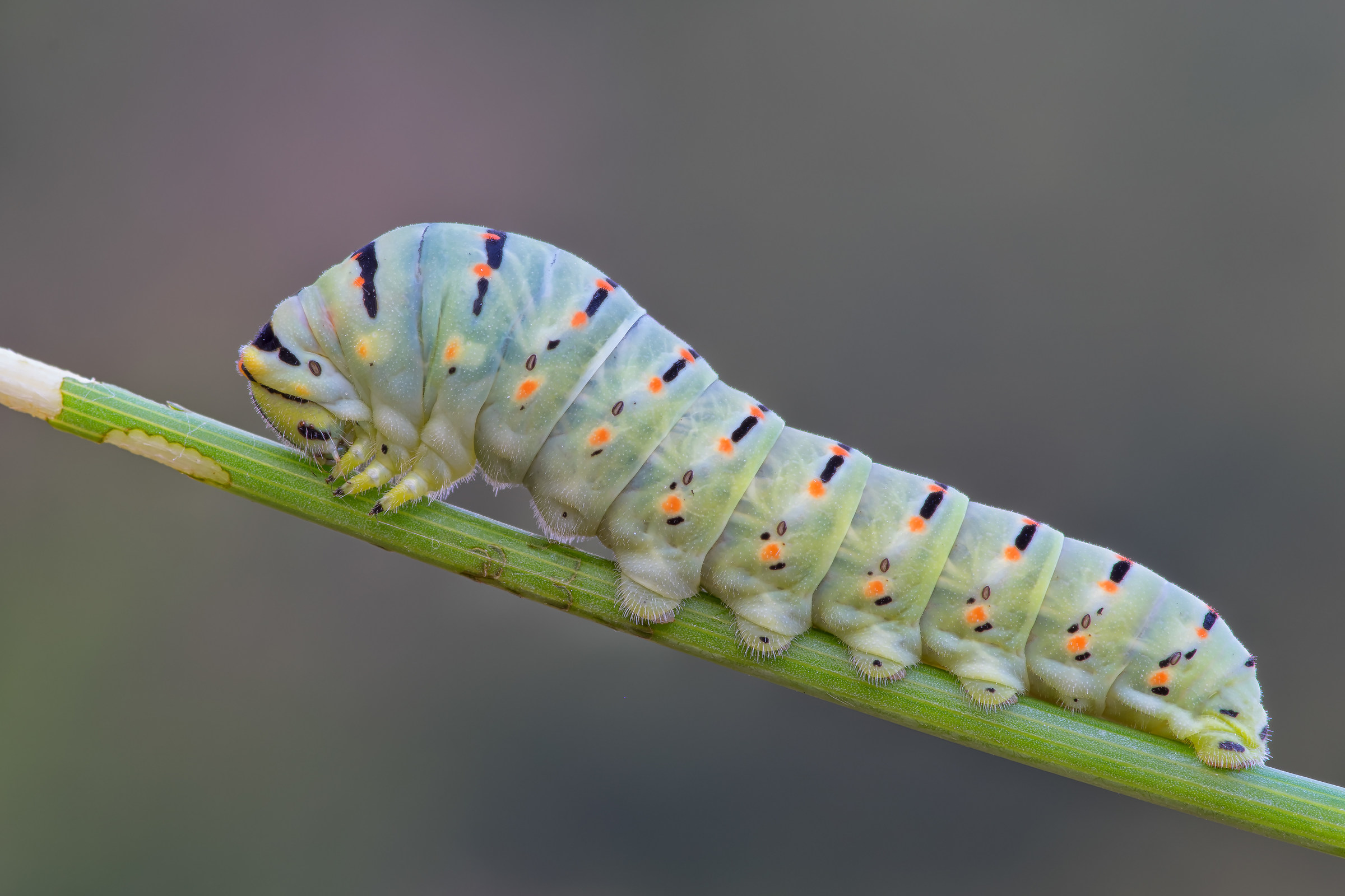 Papilio machaon - Caterpillar - Pixel shift