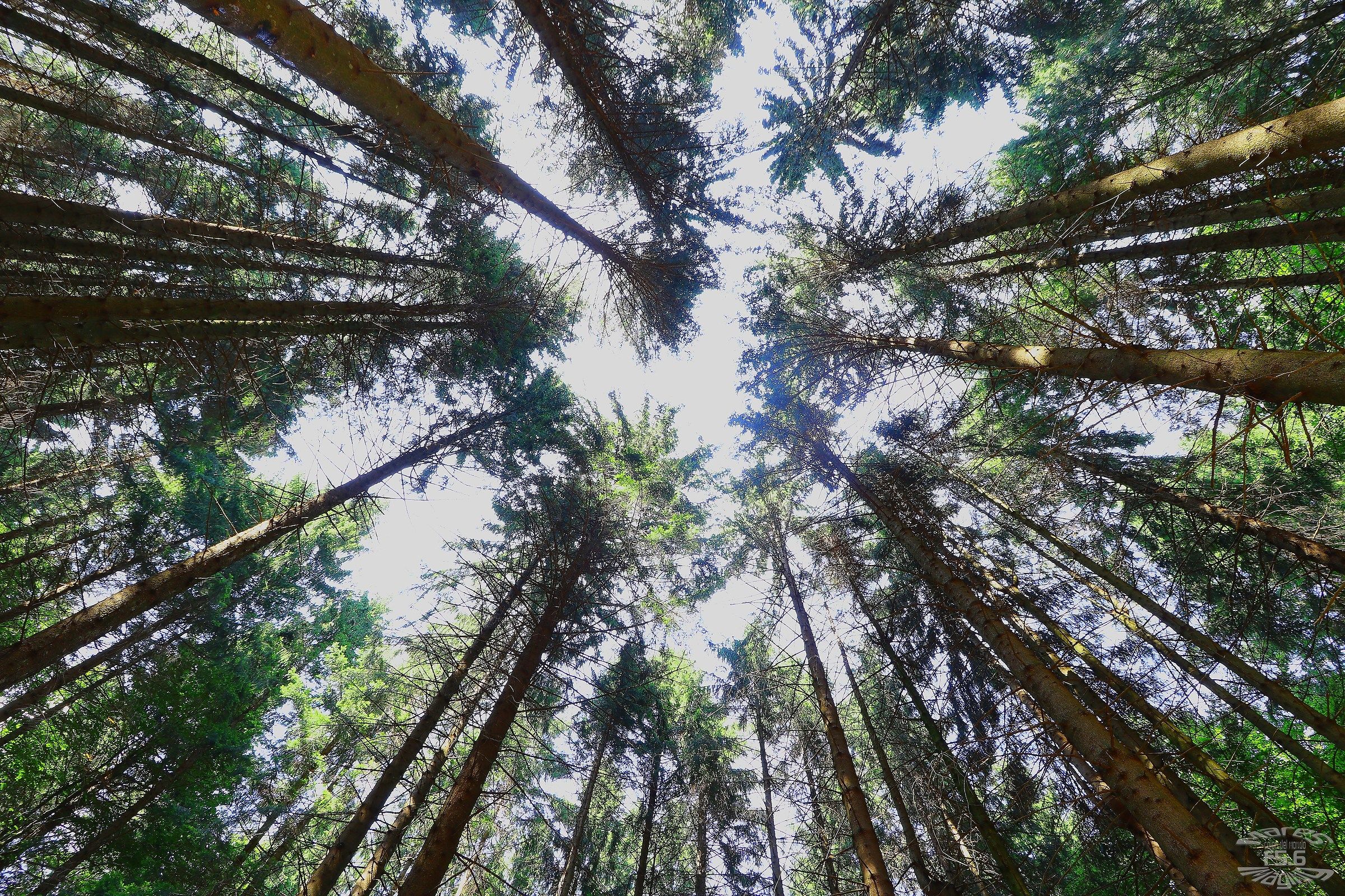 Gli abeti del Grappa