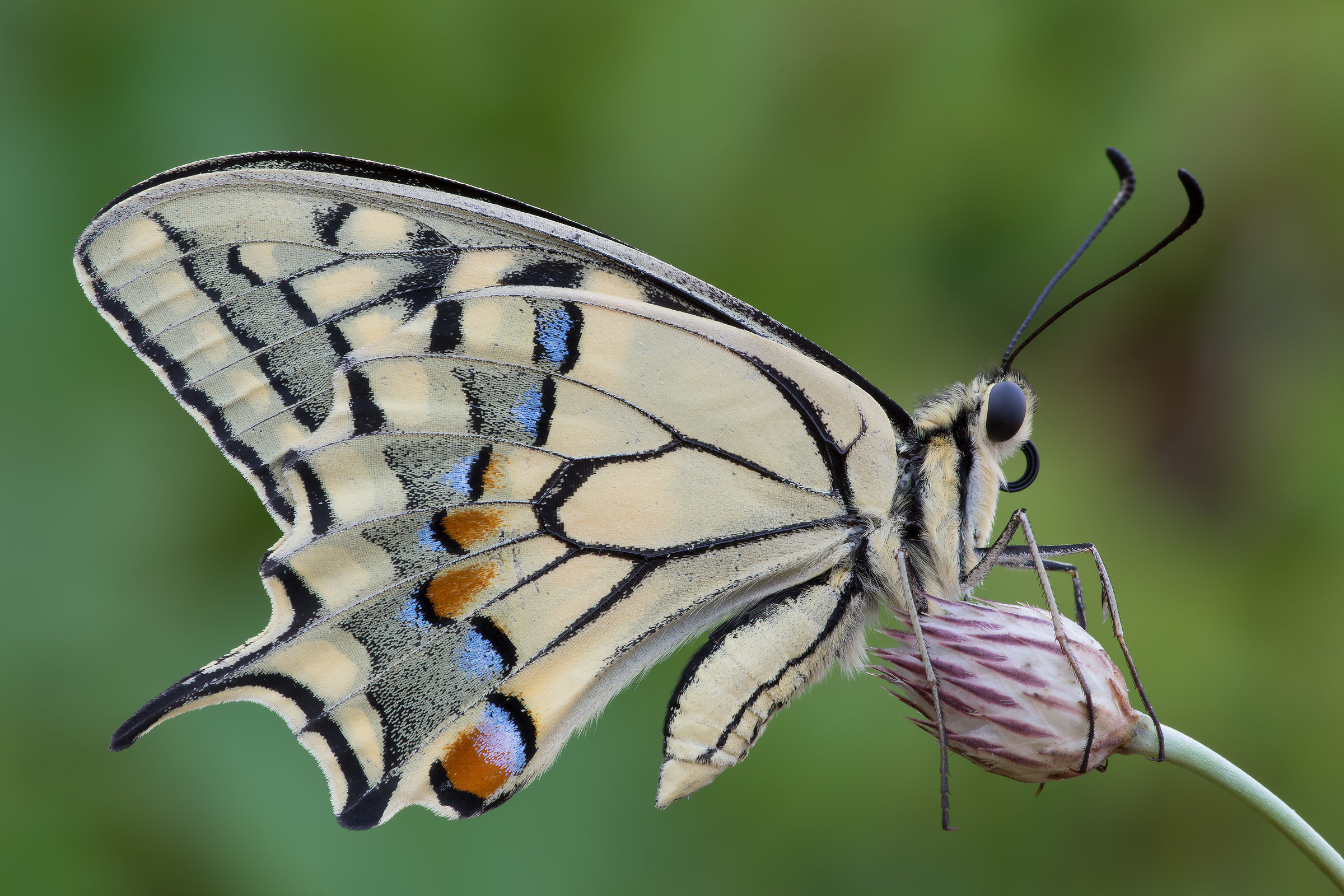 Papilio machaon - Pixel shift