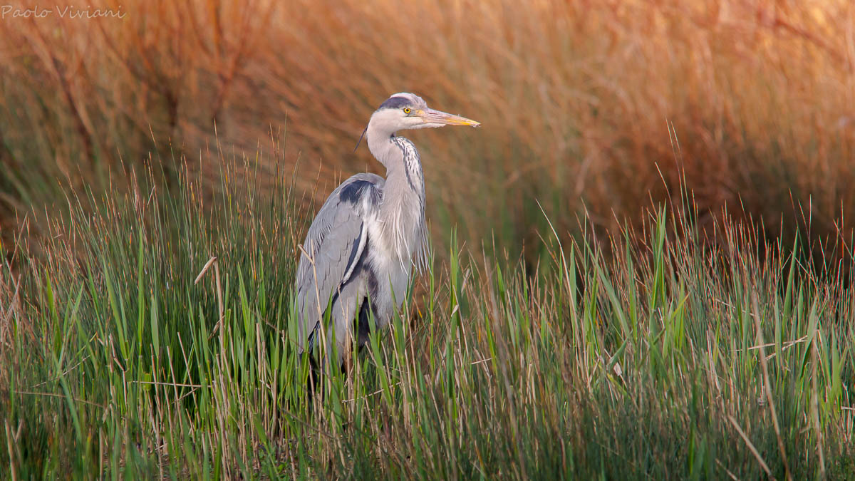 Heron