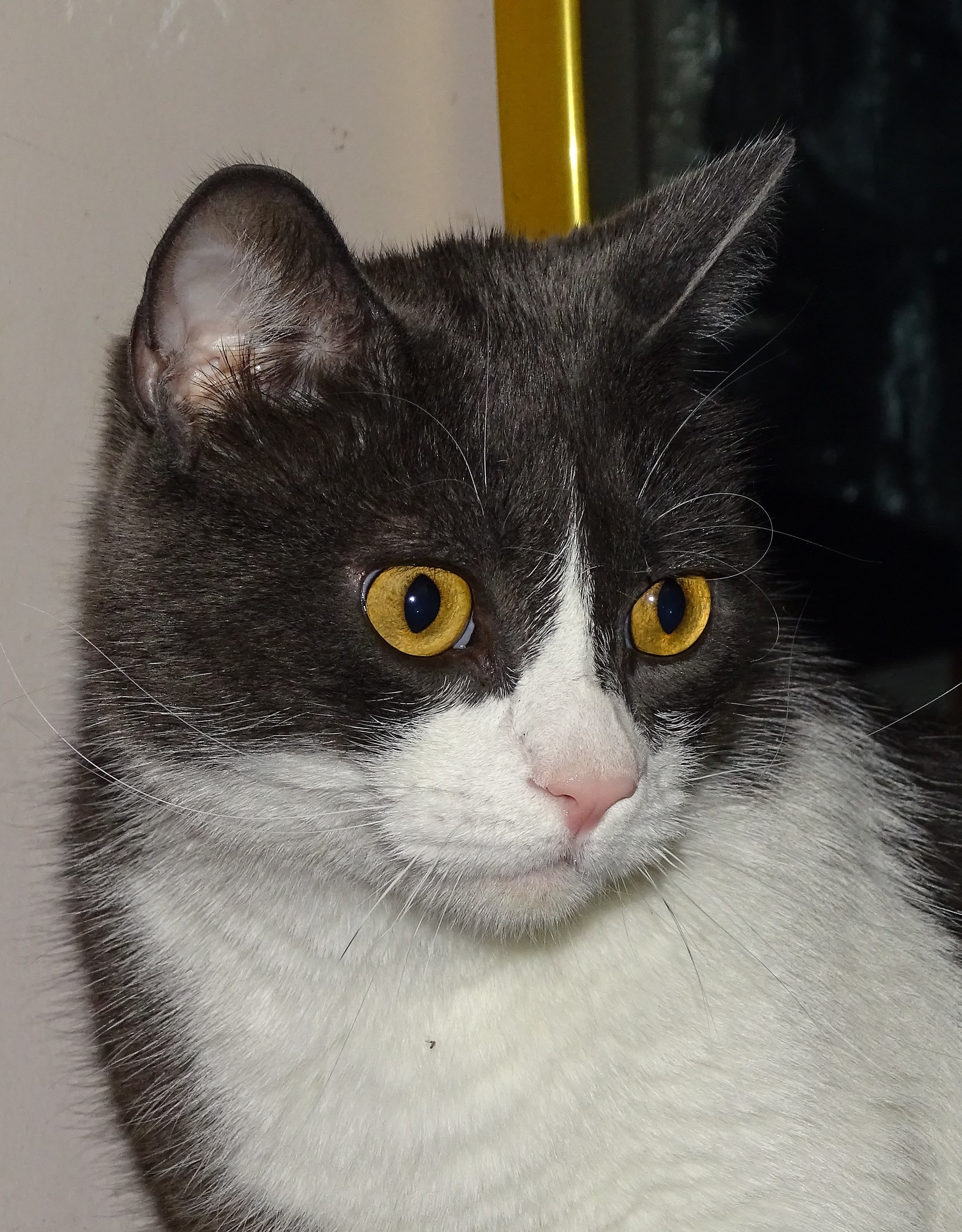 questo è Gatto, ospite temporaneo in casa