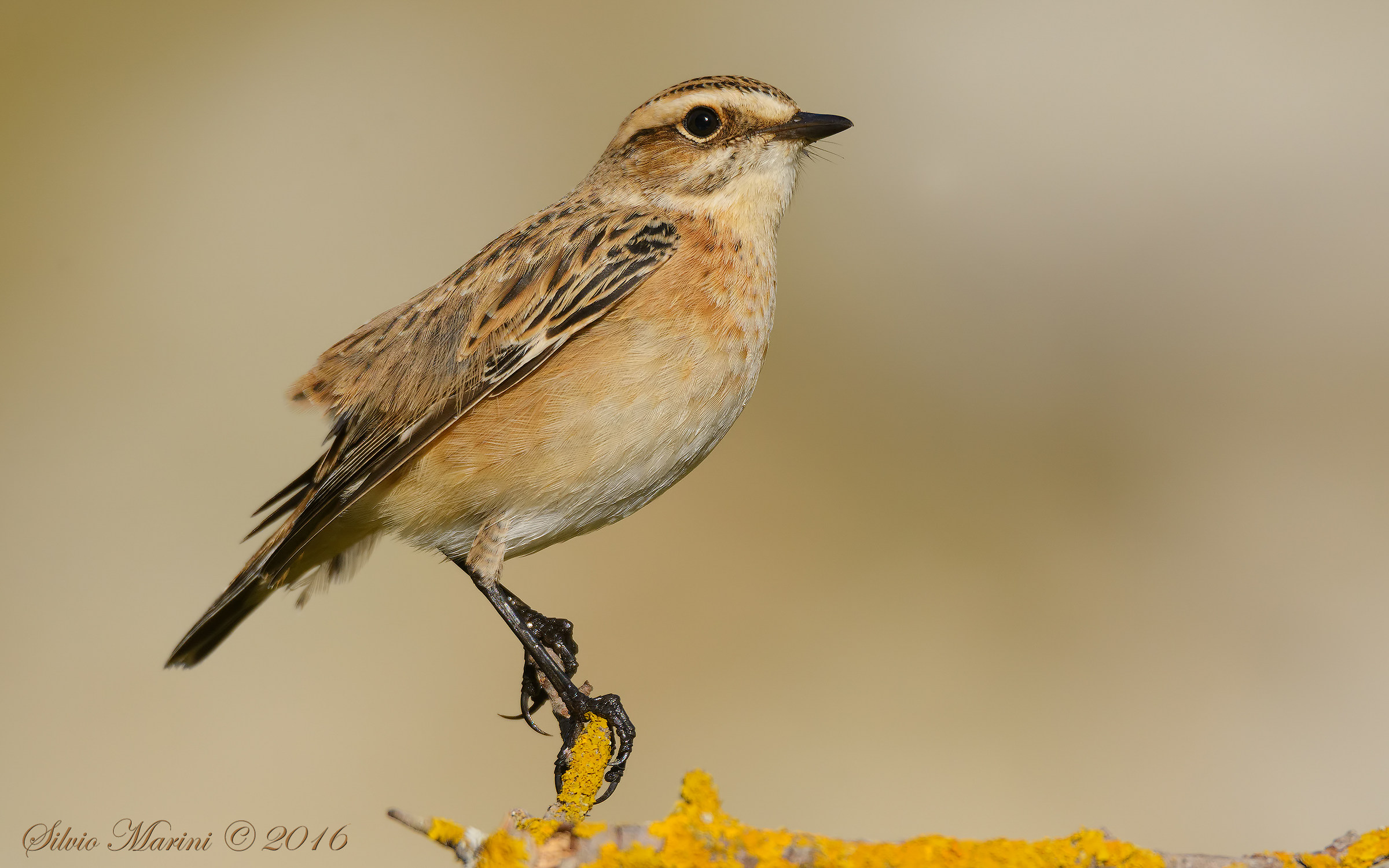 Stiaccino (Saxicola rubetra)