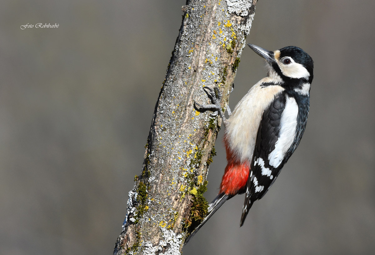 Picchio rosso maggiore...