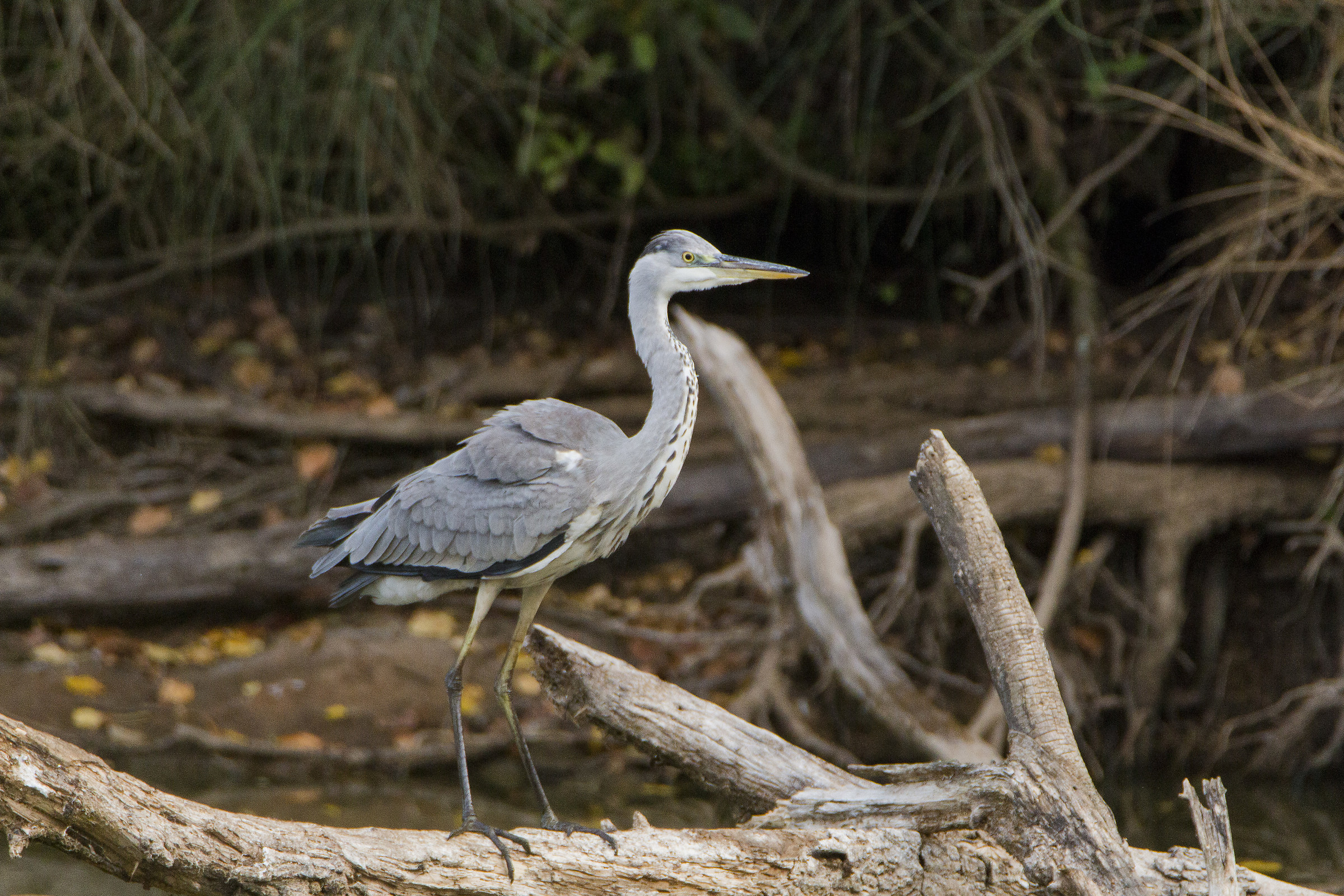 Grey Heron
