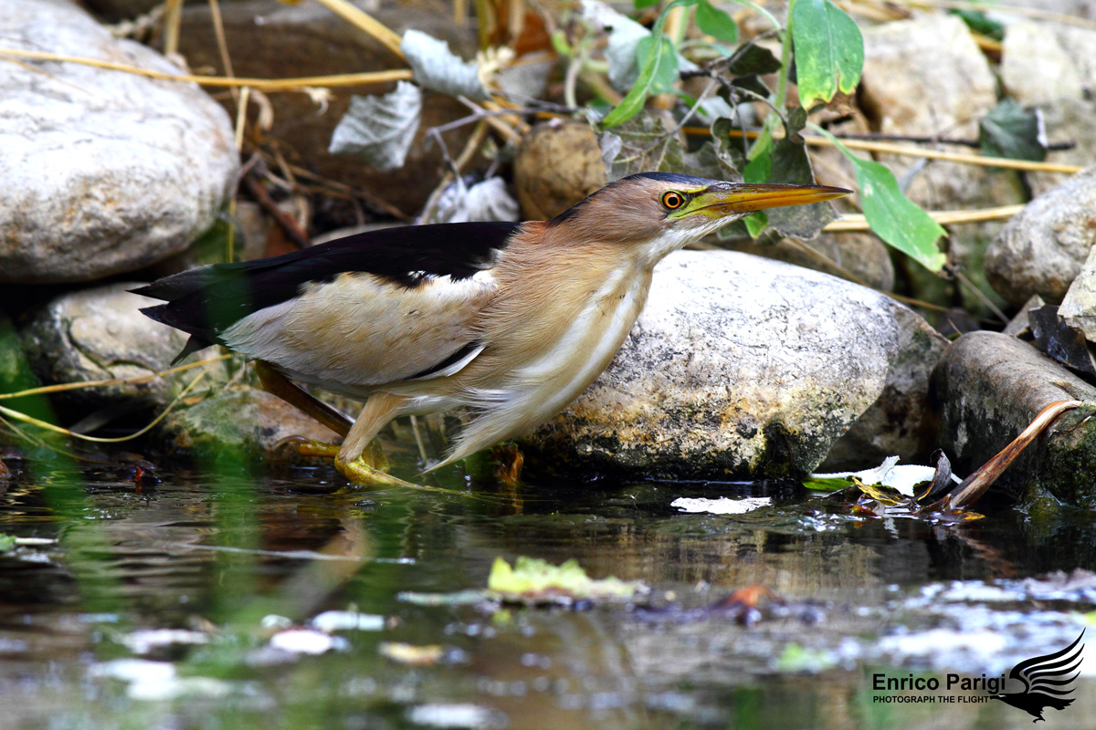 Tarabusino furtivo 1