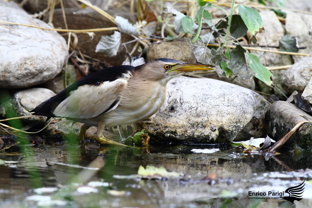 Tarabusino furtivo 3
