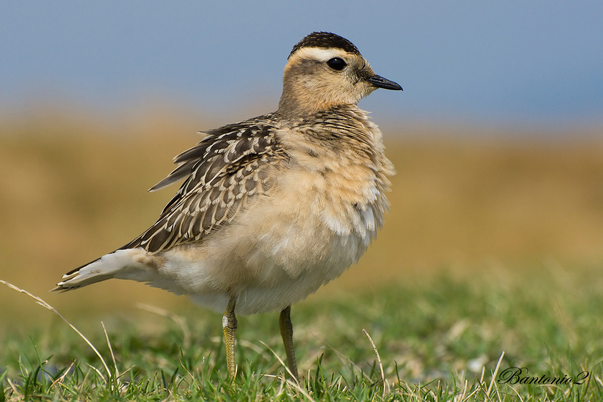 Piviere tortolino (Charadrius morinellus).