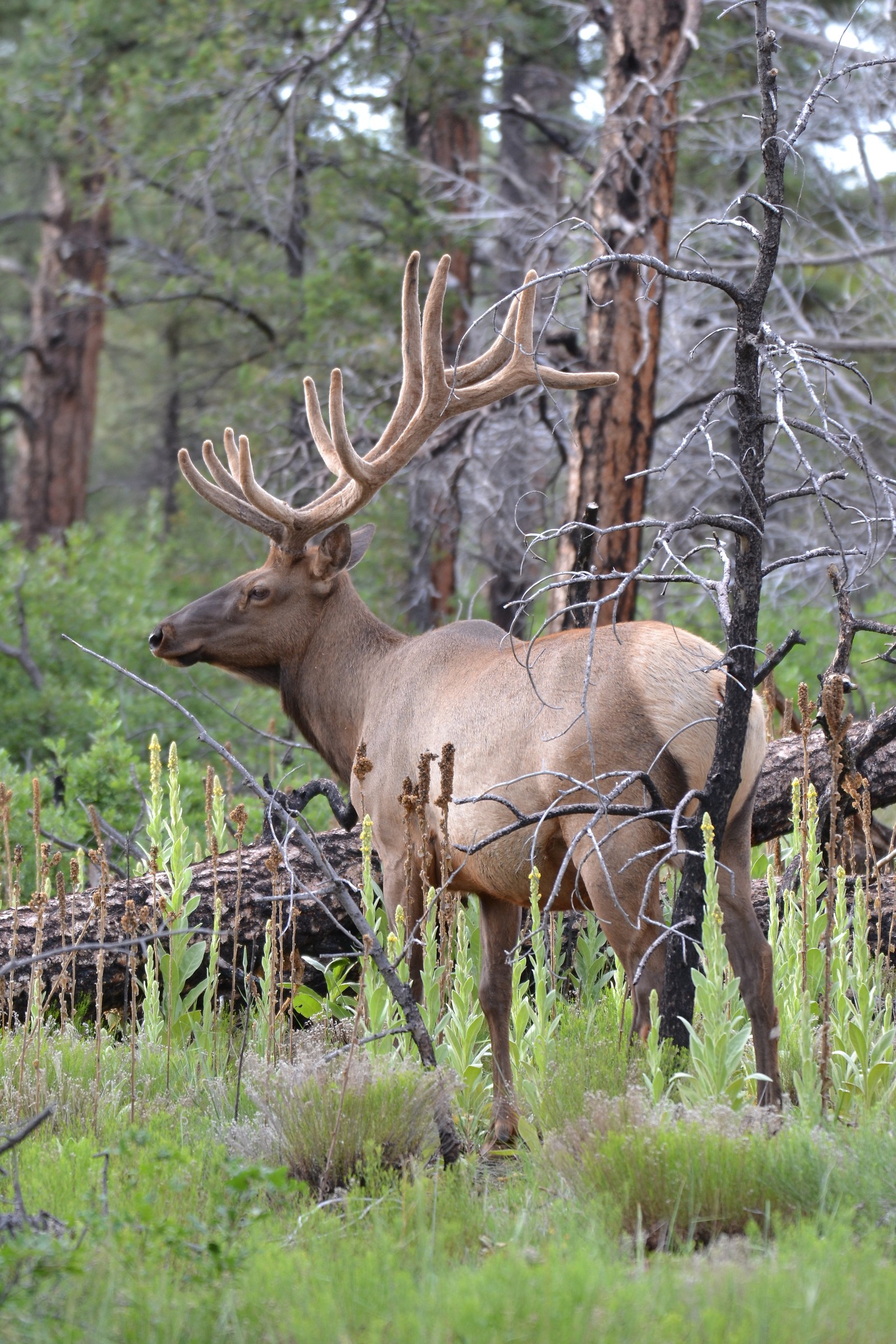 Grand Canyon - elk!!!