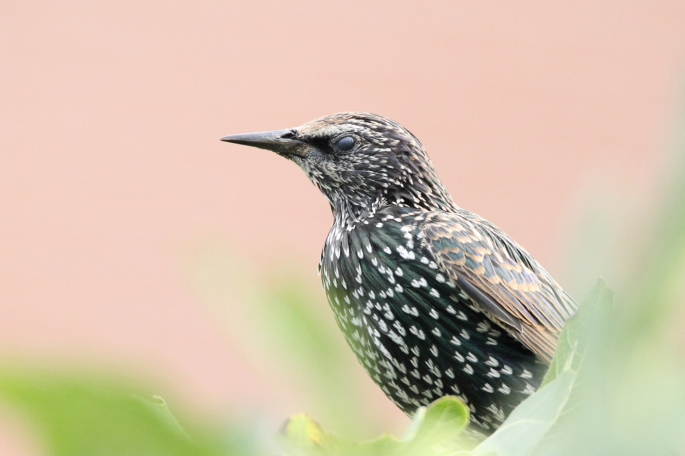 Merlo under observation