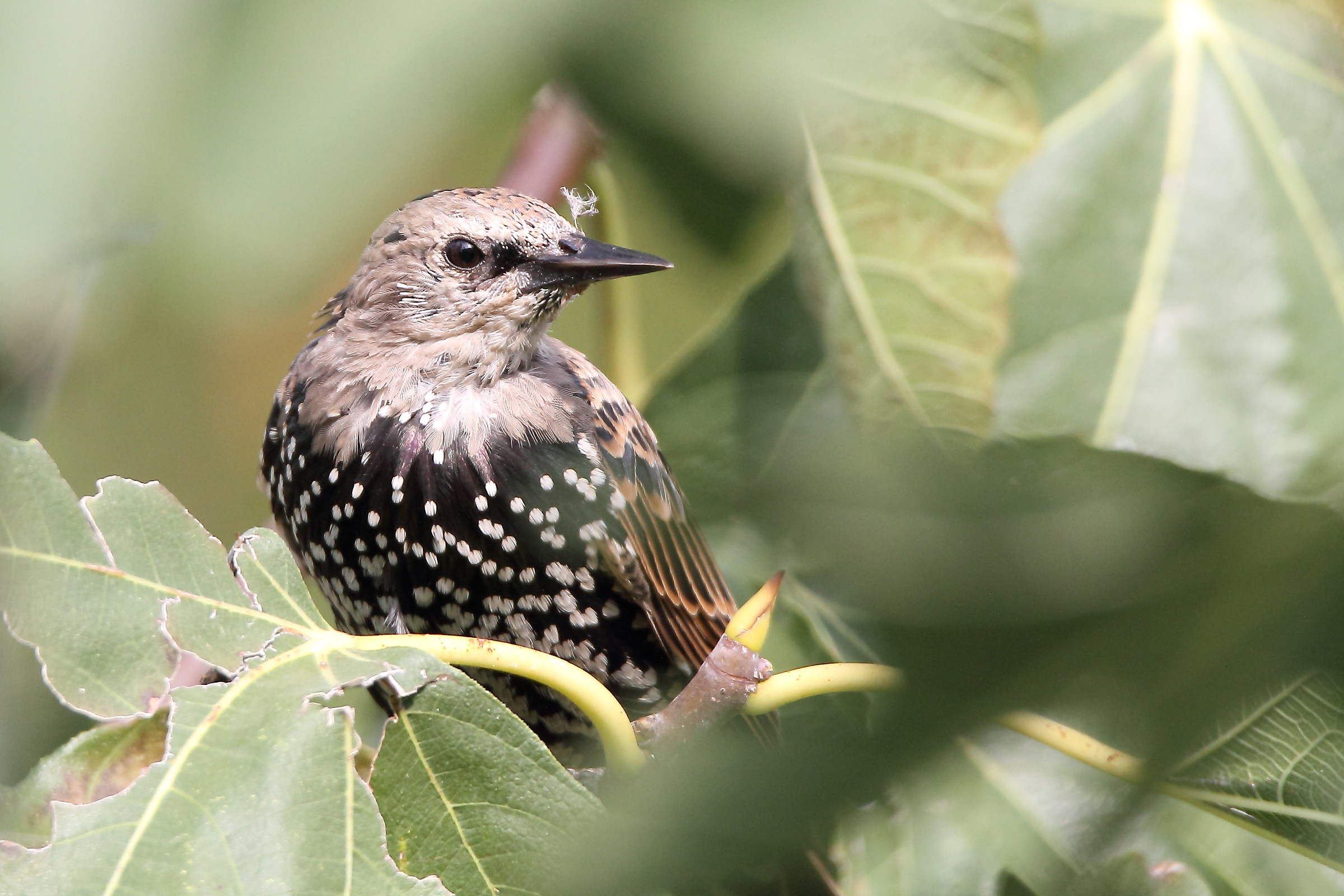 Ferlo hidden in my fig tree