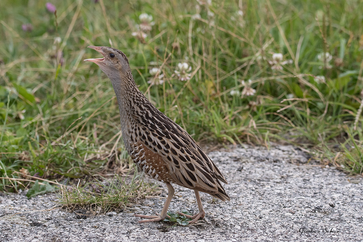Corncrake