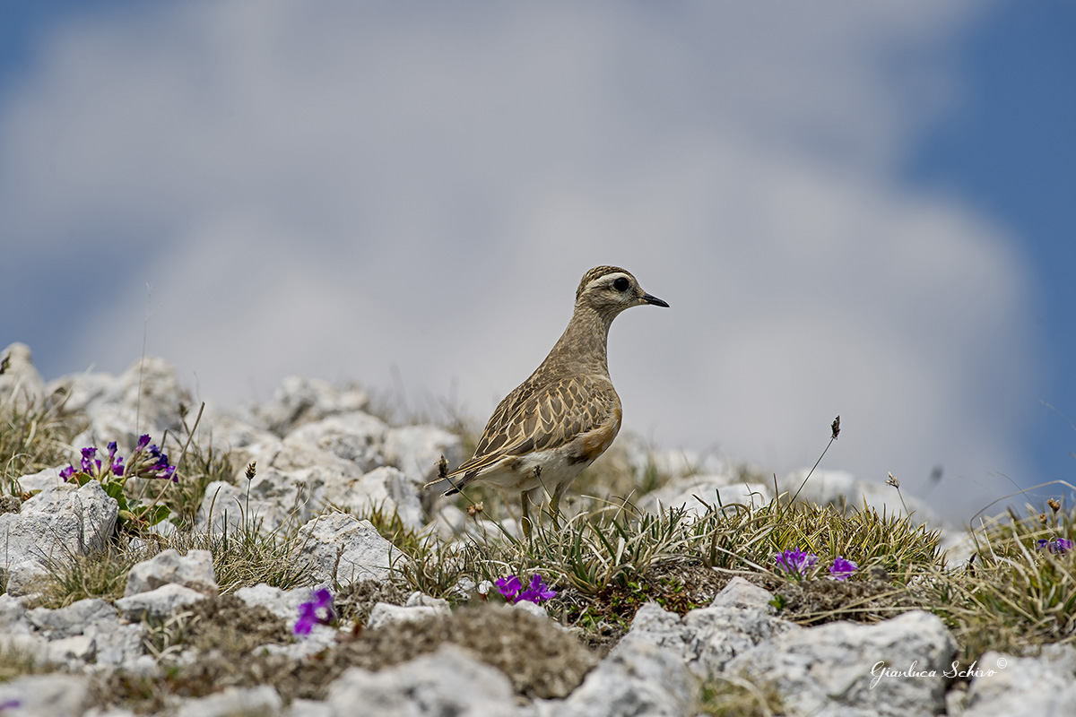 dotterel