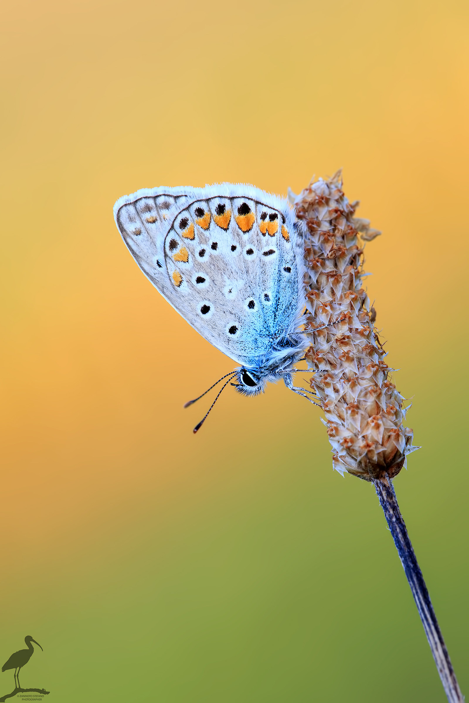 Polyommatus icarus