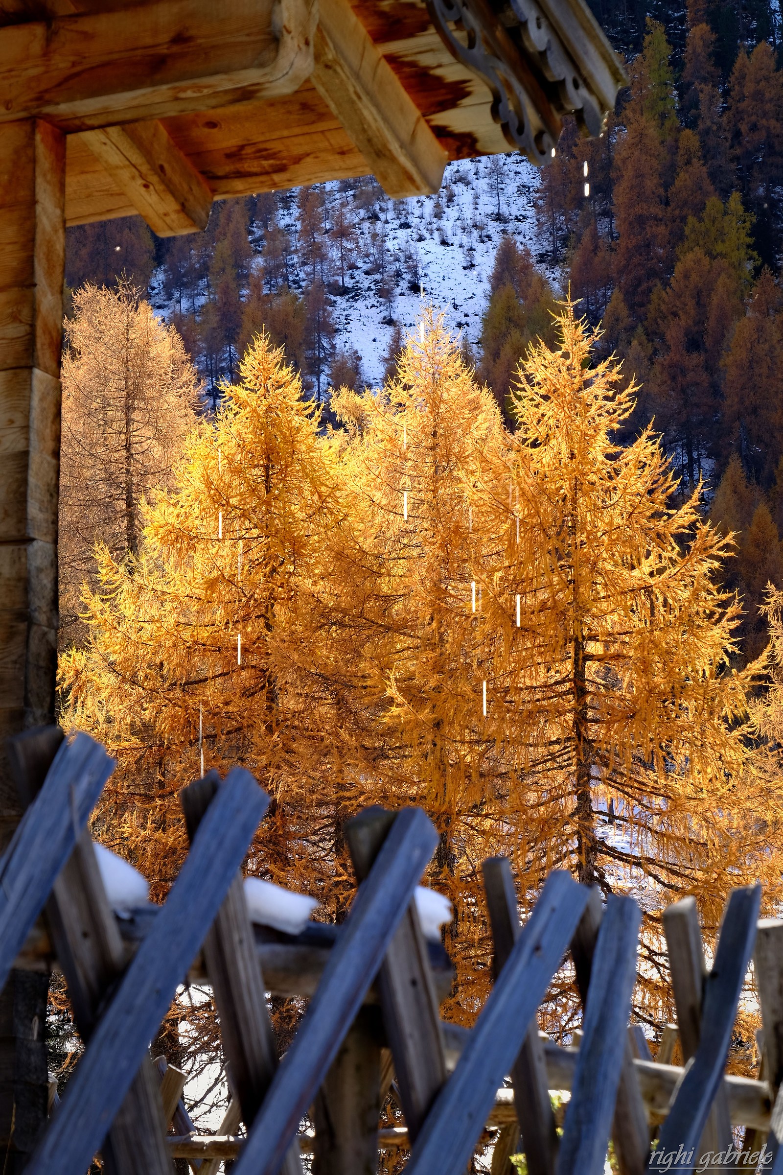 larches
