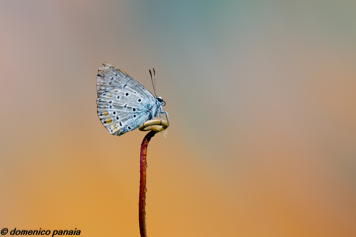 polyommatus icarus