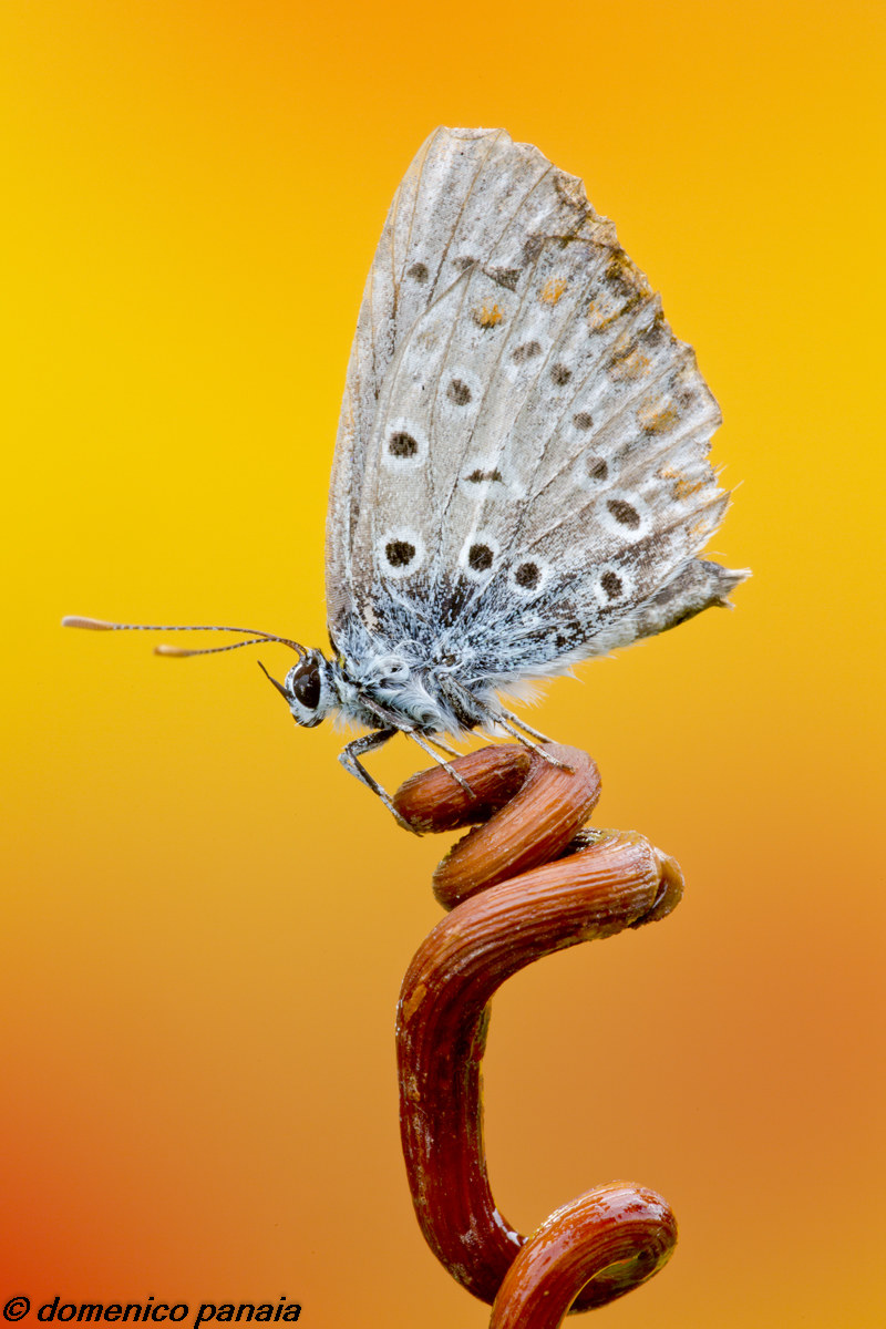 polyommatus icarus