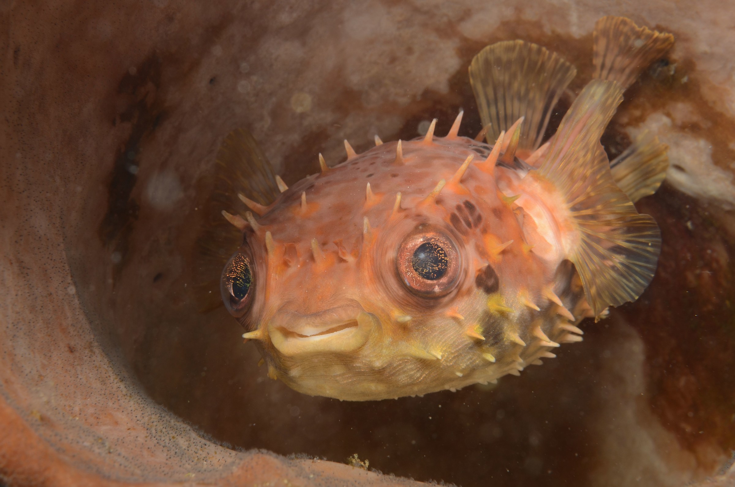 porcupine fish