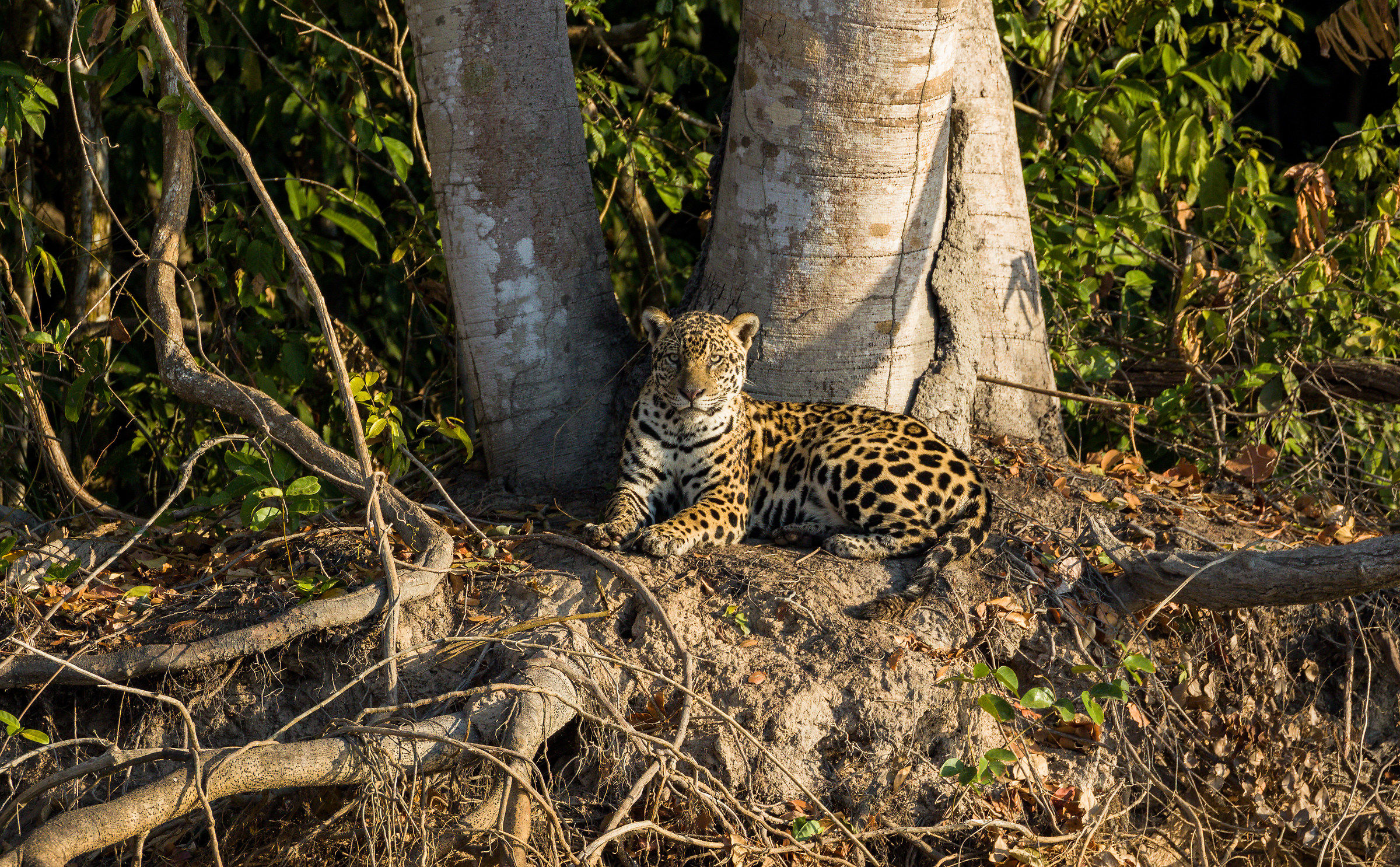 In the realm of the jaguar