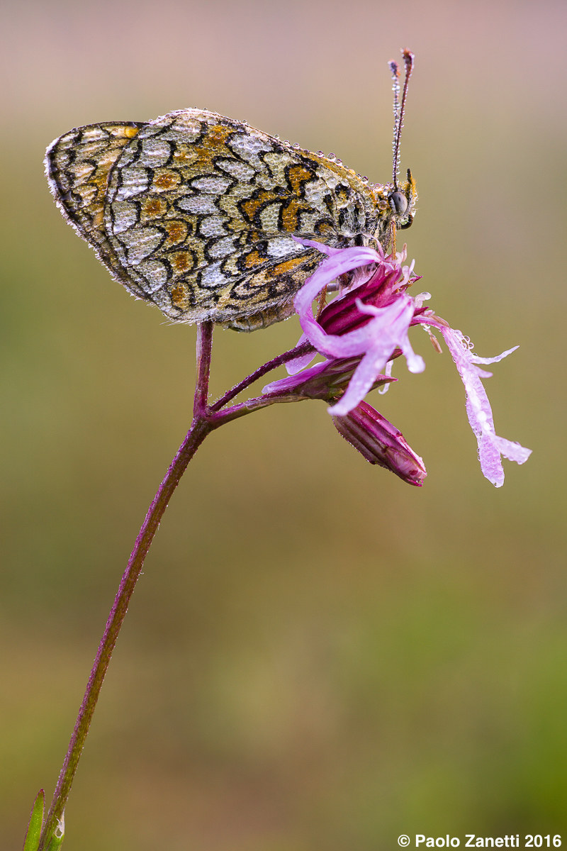 Melitaea phoebe