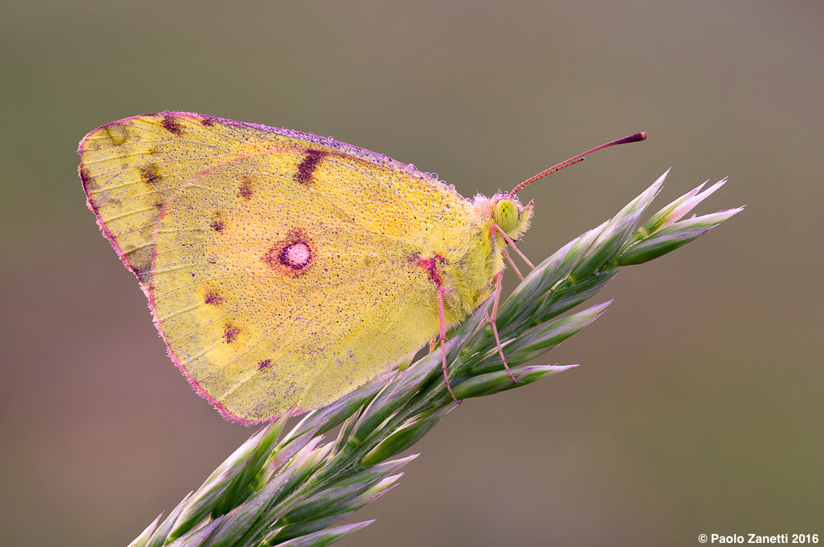 Colias crocea