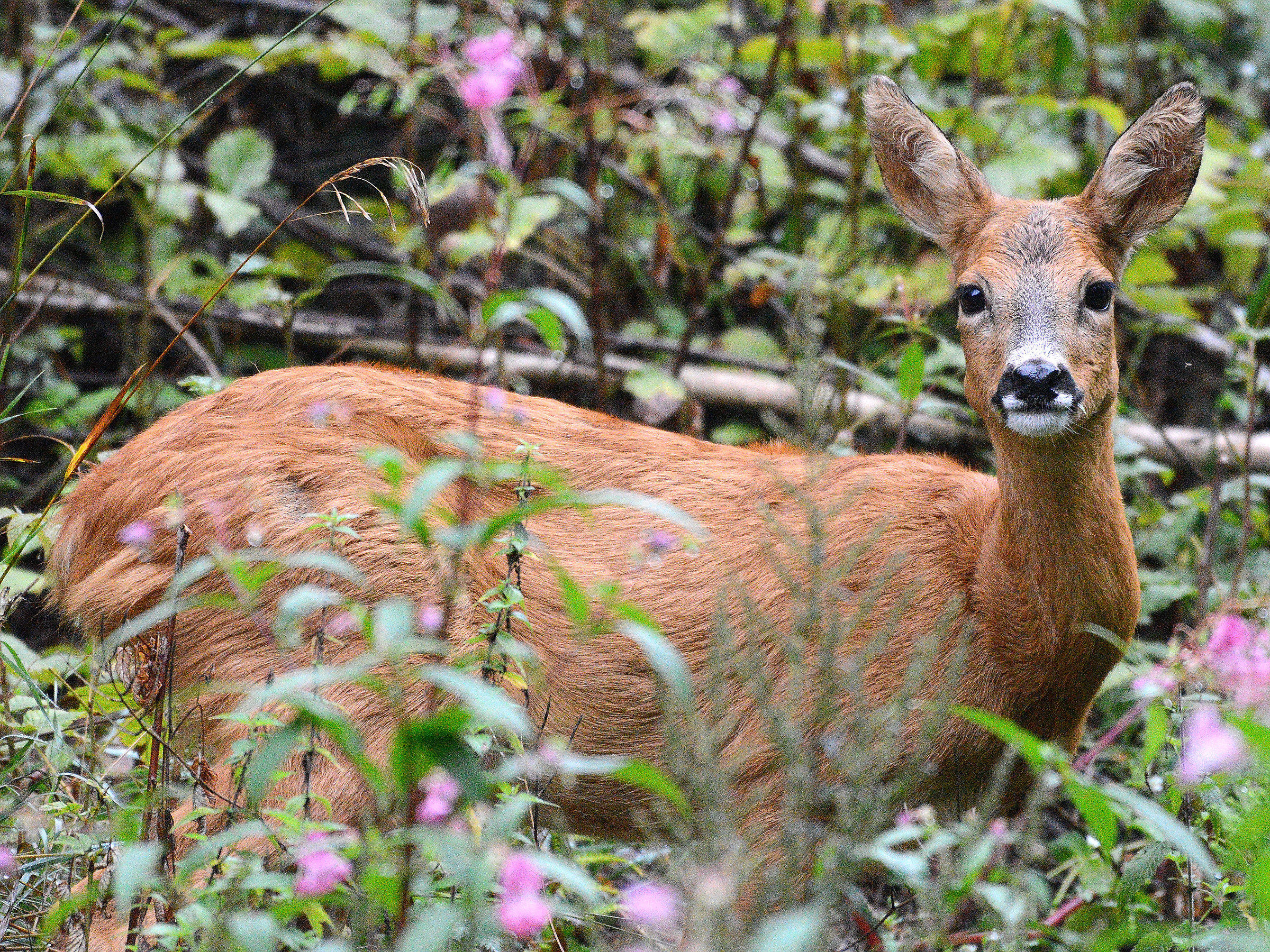 A meeting in the woods