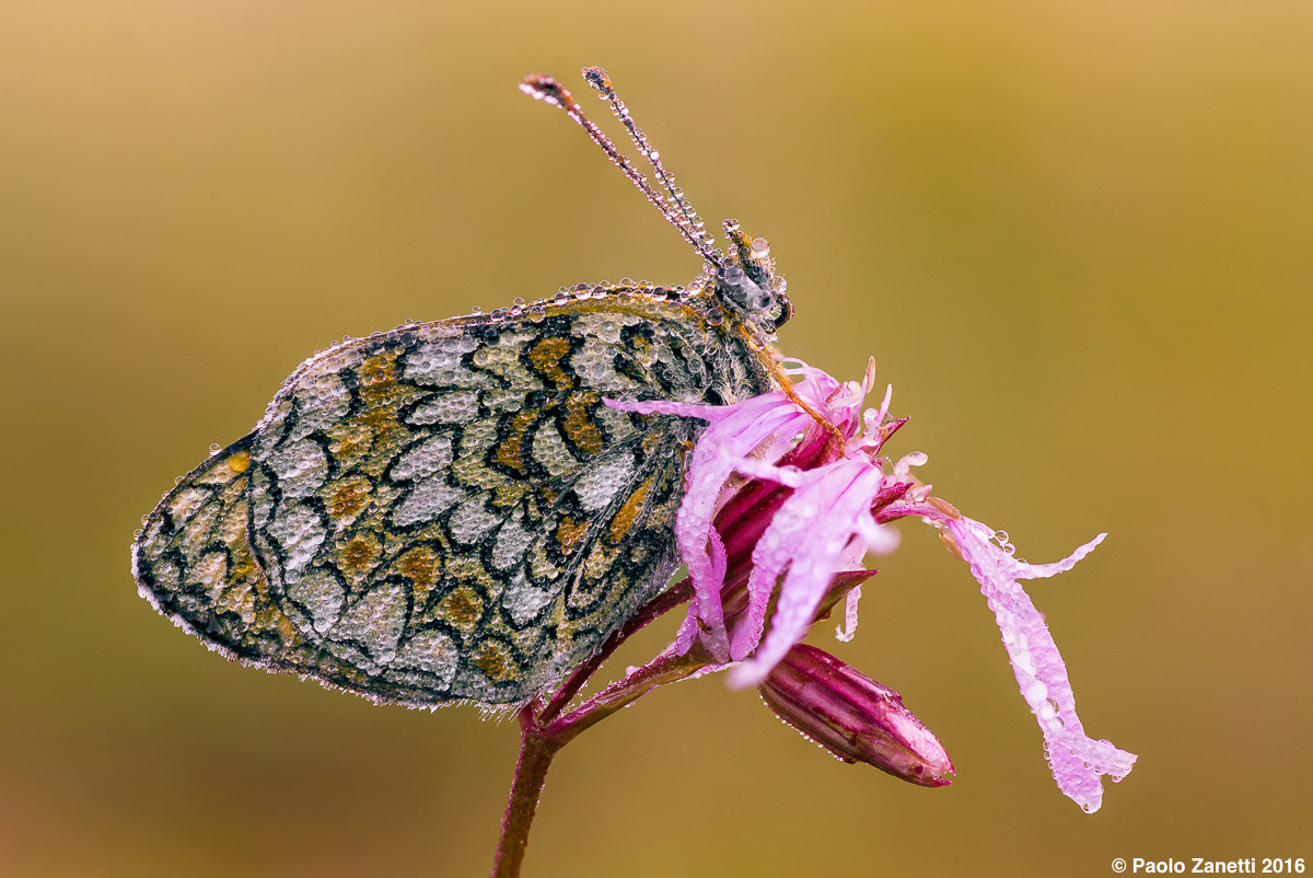 Melitaea phoebe