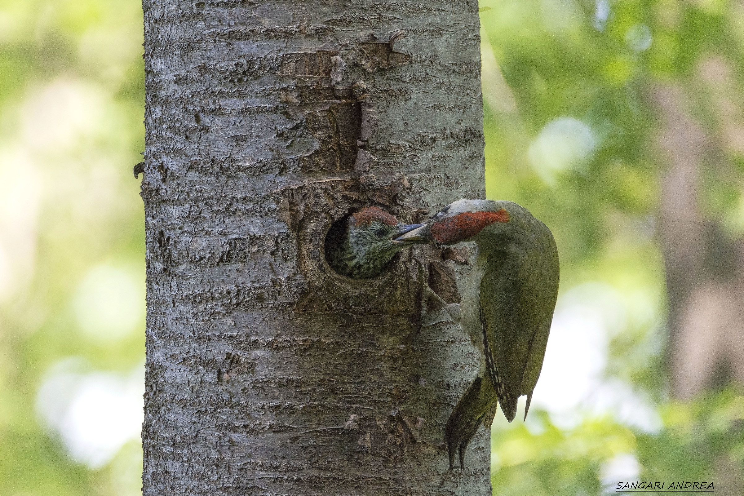 the cue of the green woodpecker