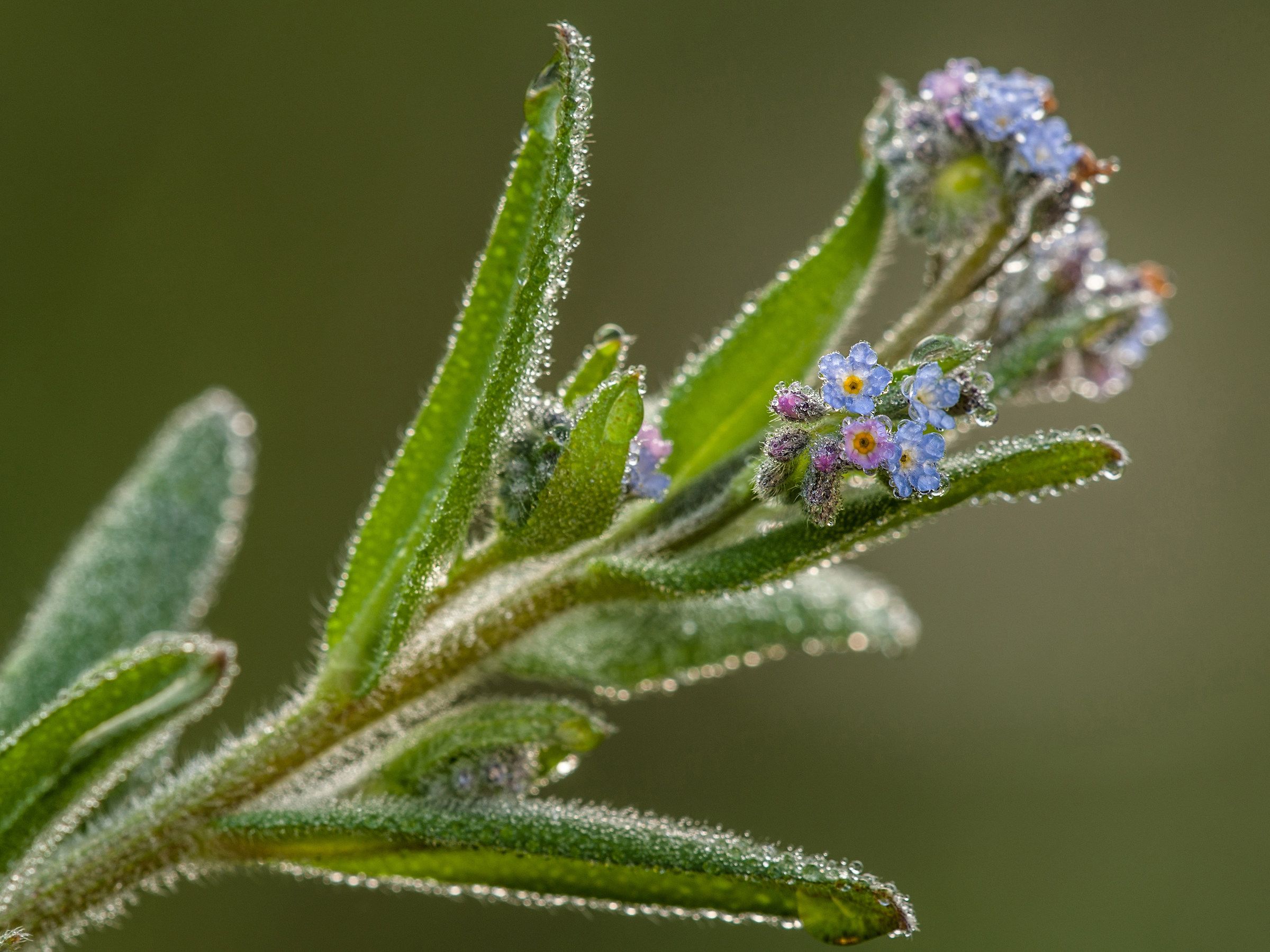 myosote (do not forget you) Dew 3