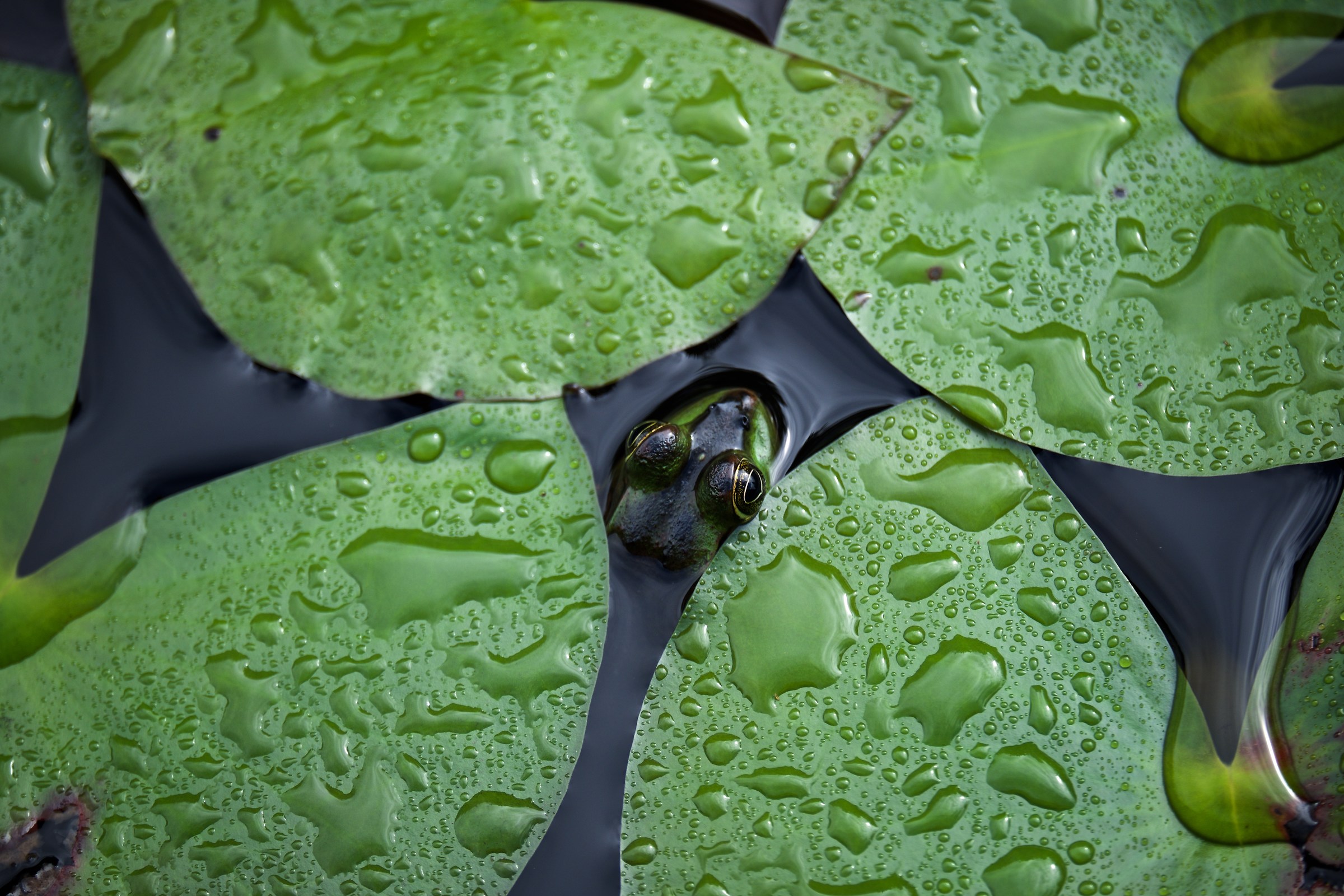 Okefenokee National Park, GA, USA