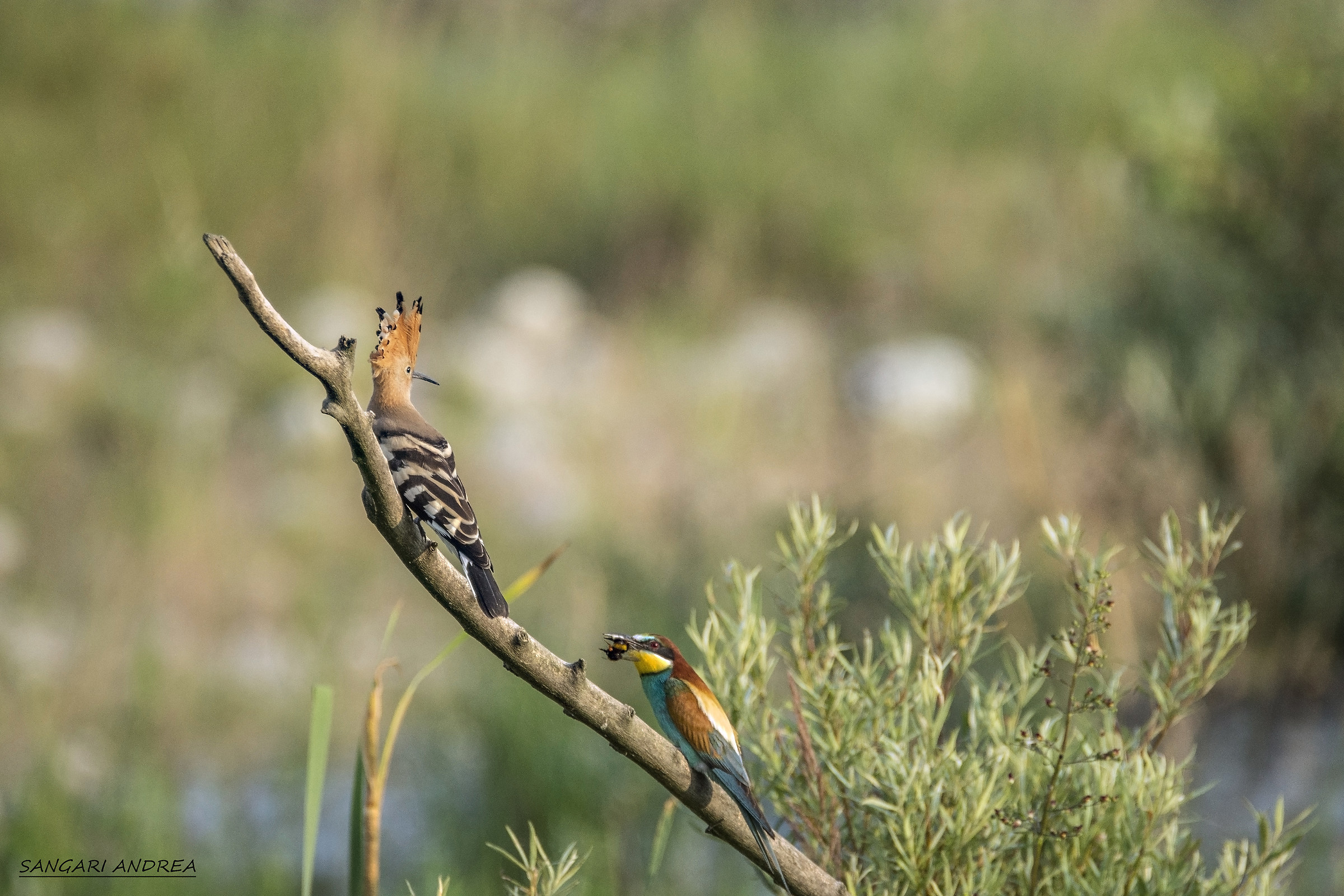 Il gruccione e l'upupa