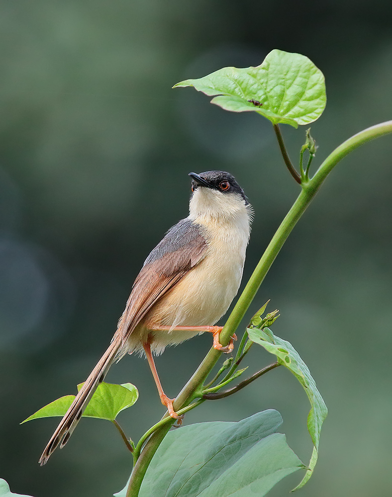 Ashy Wren warbler.