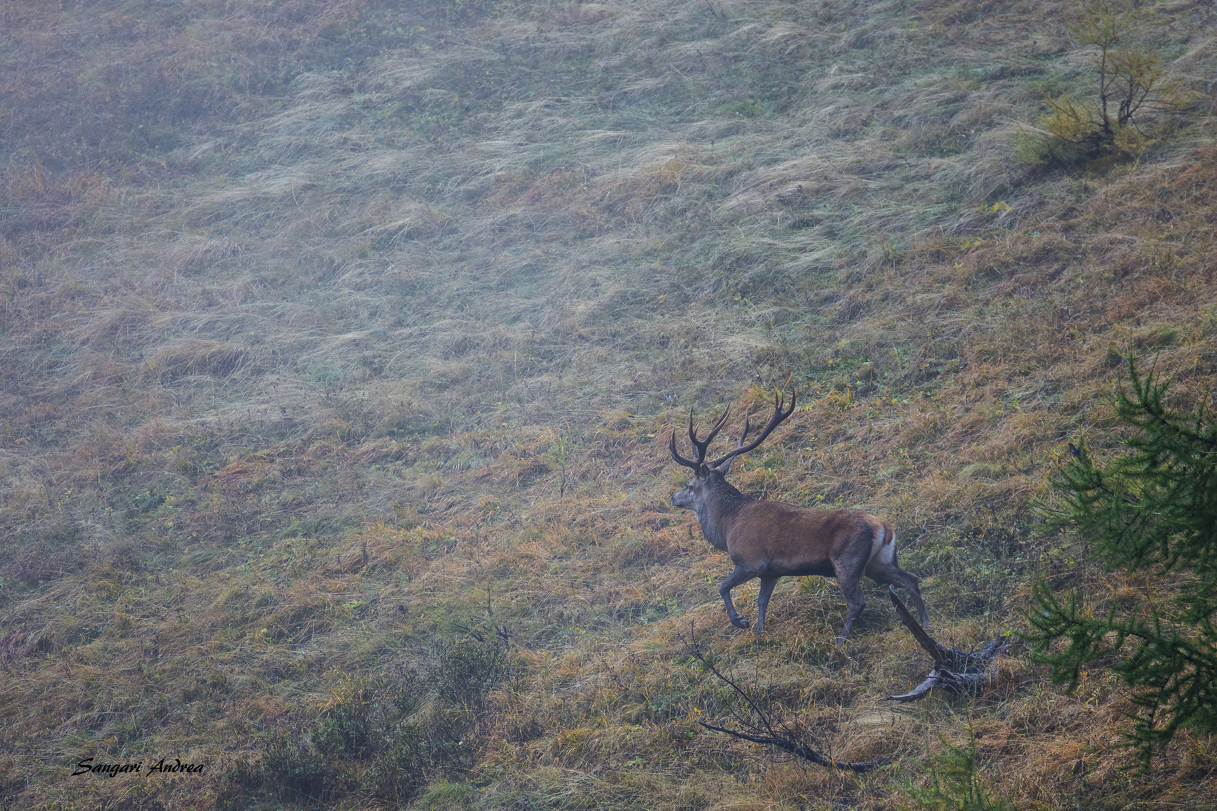 Il cervo nella nebbia