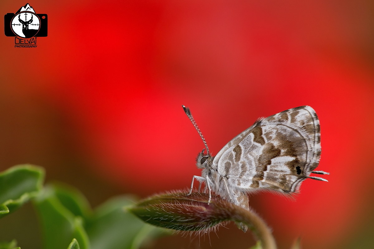 Licenide di Marshall (Cacyreus marshalli)