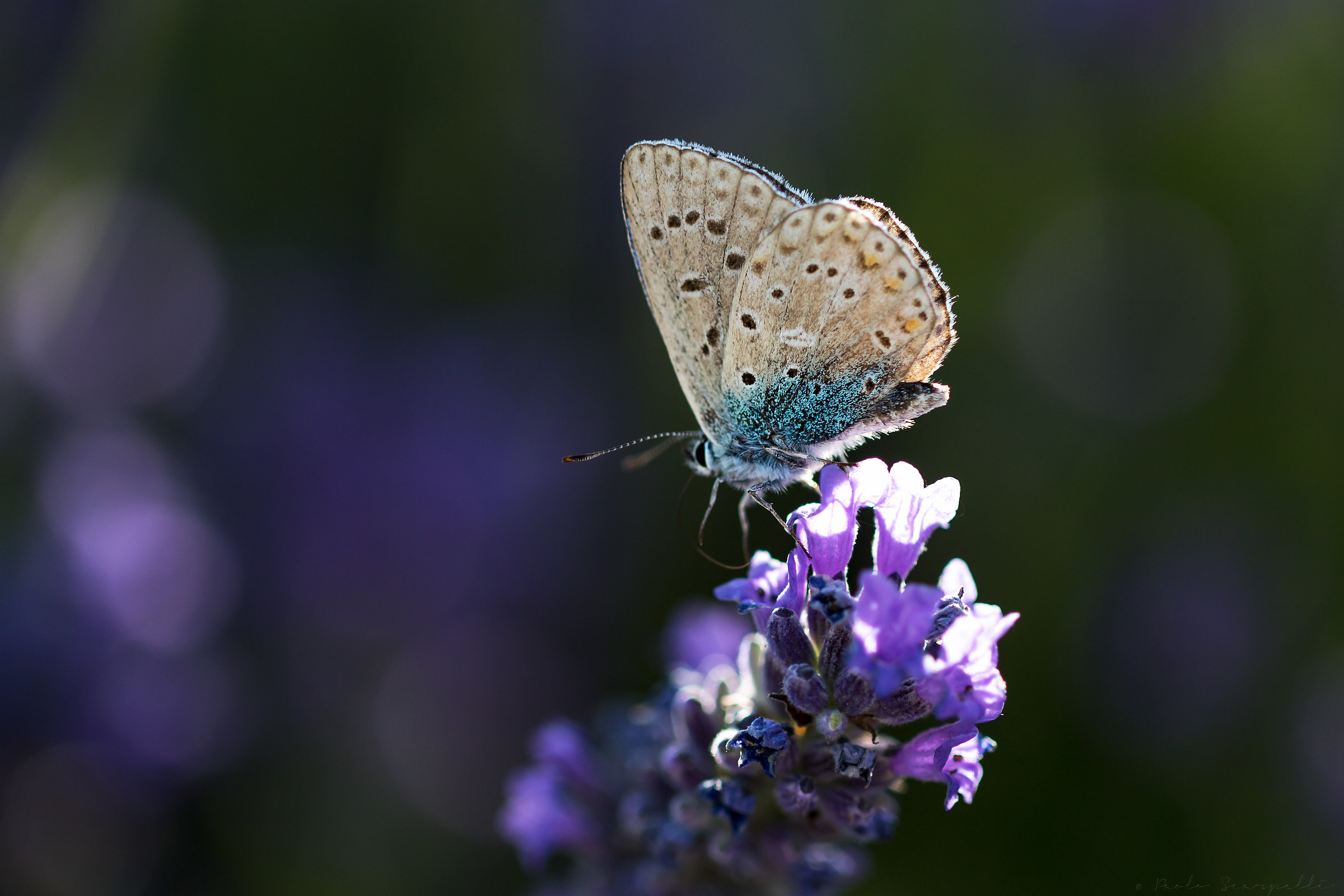 Adonis blue